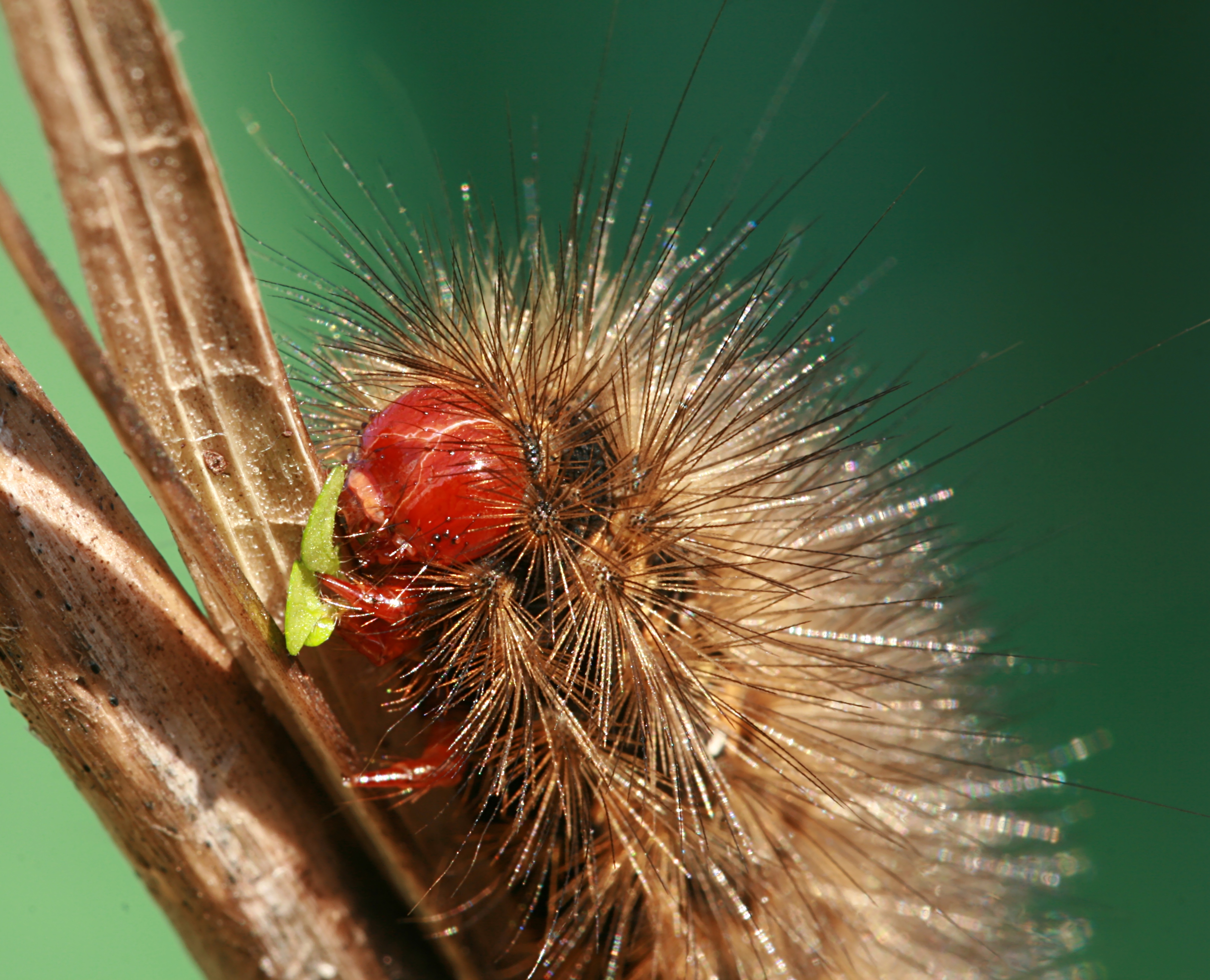 Spilosoma glatignyi caterpillar