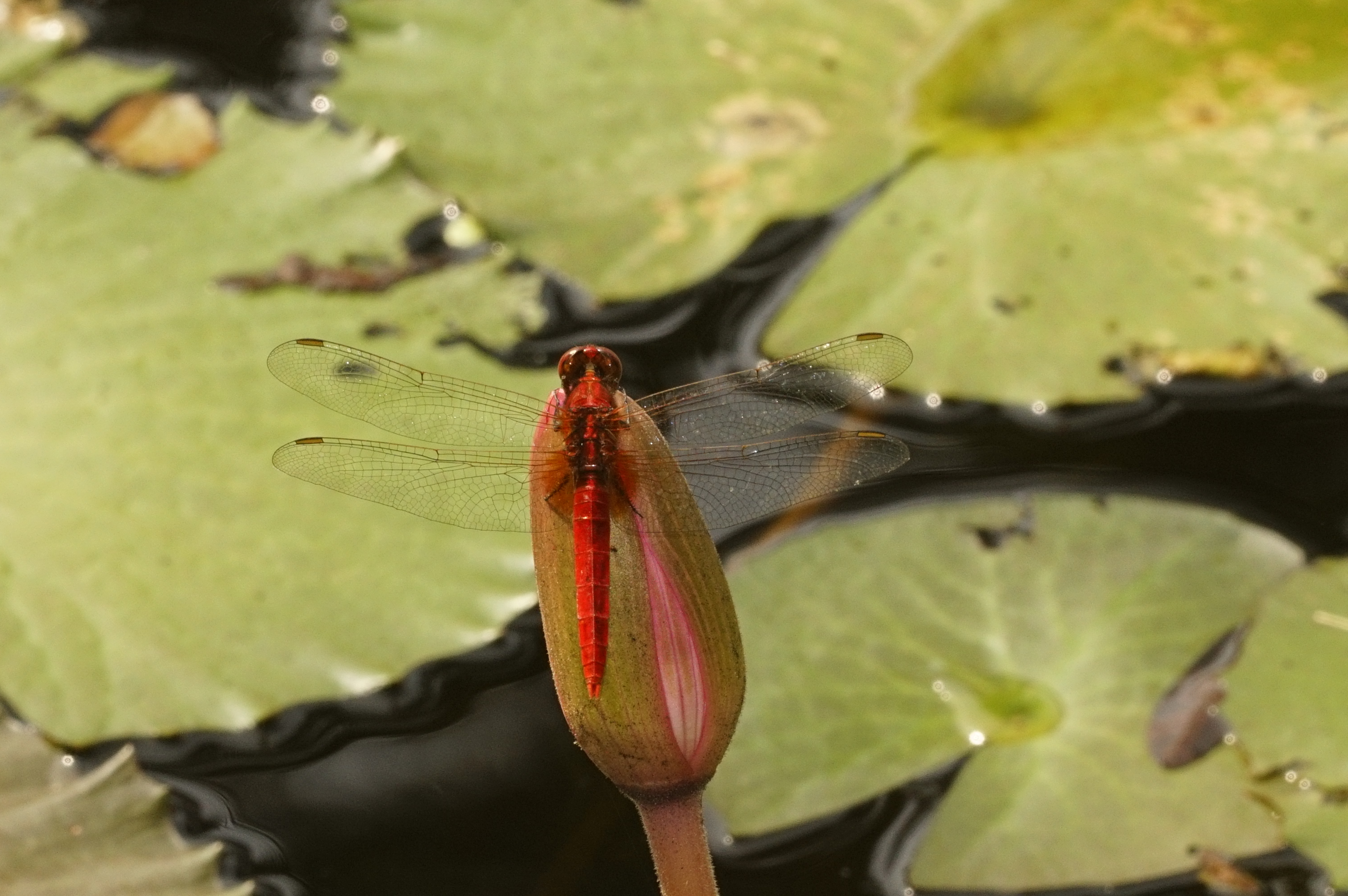 Spine–legged redbolt (Rhodothemis rufa)5382