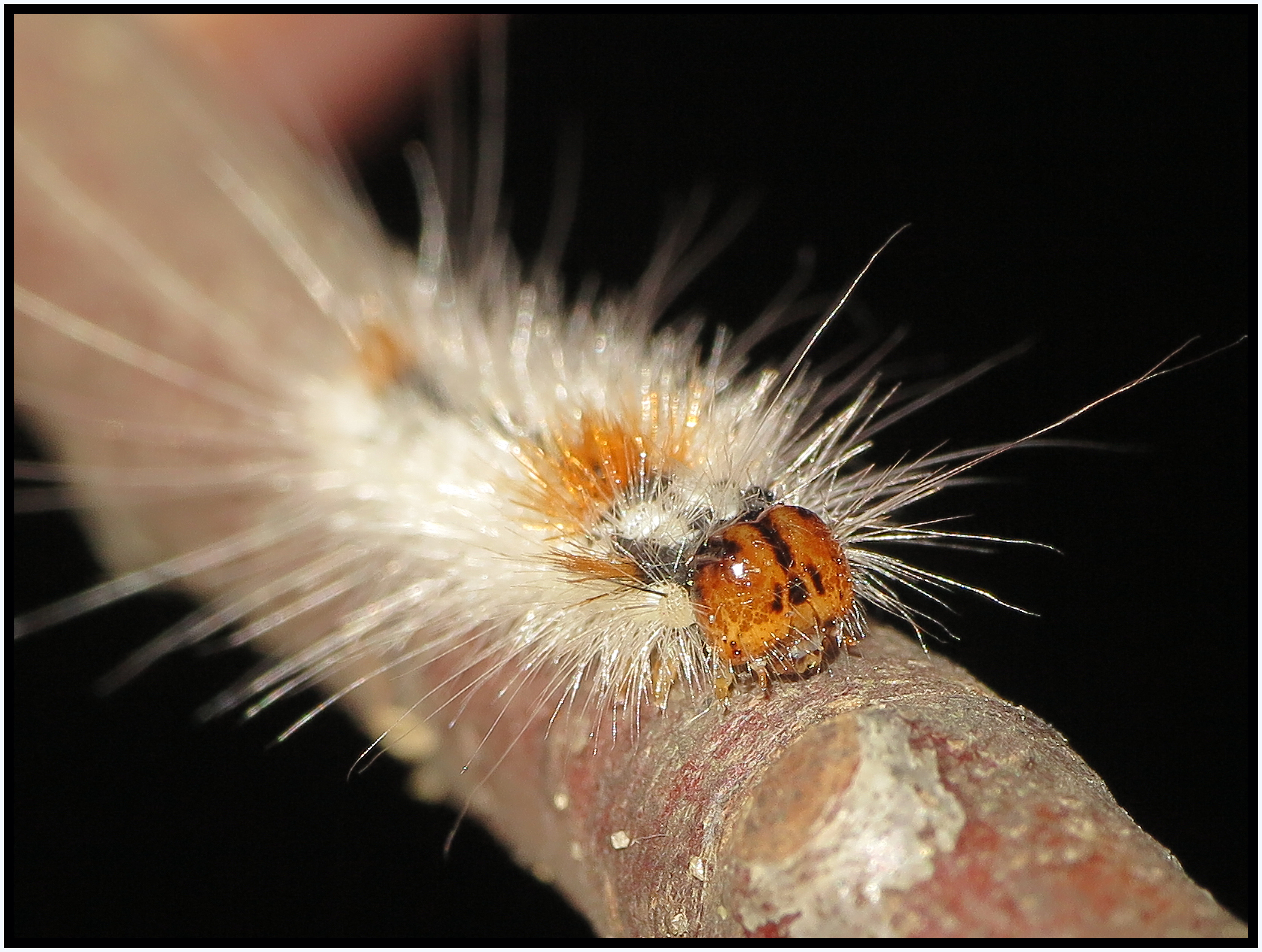 Spinnerraupe (21012612141)