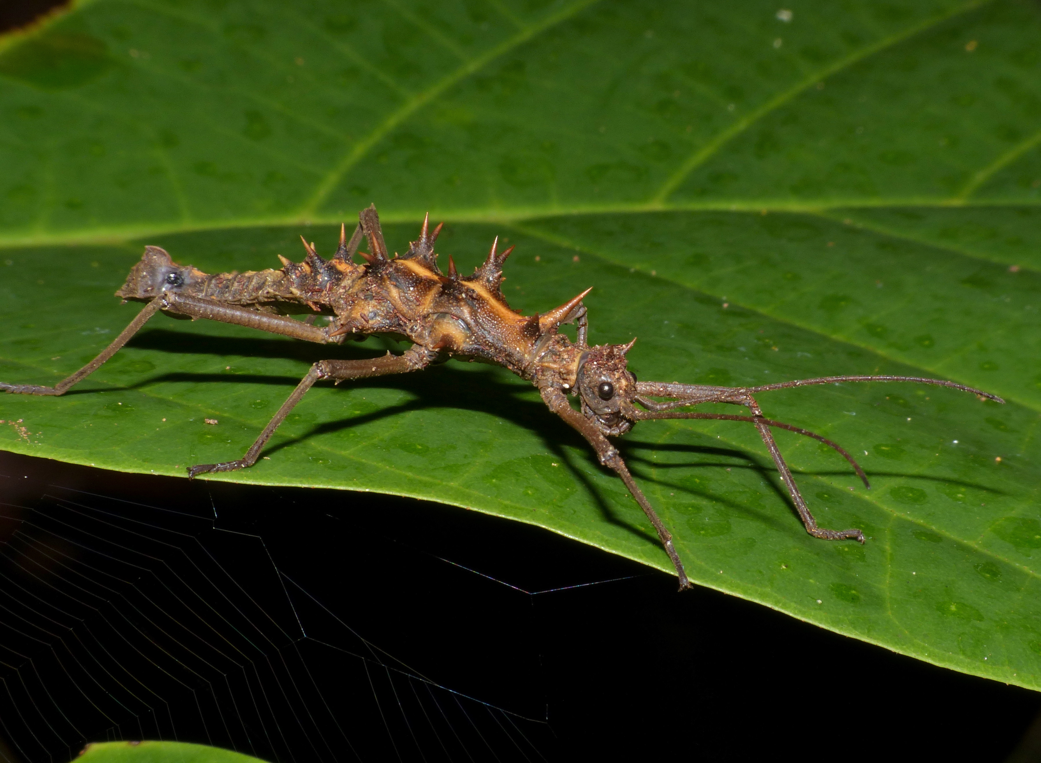 Spiny Stick Insect (Epidares nolimetangere) (15682291780)