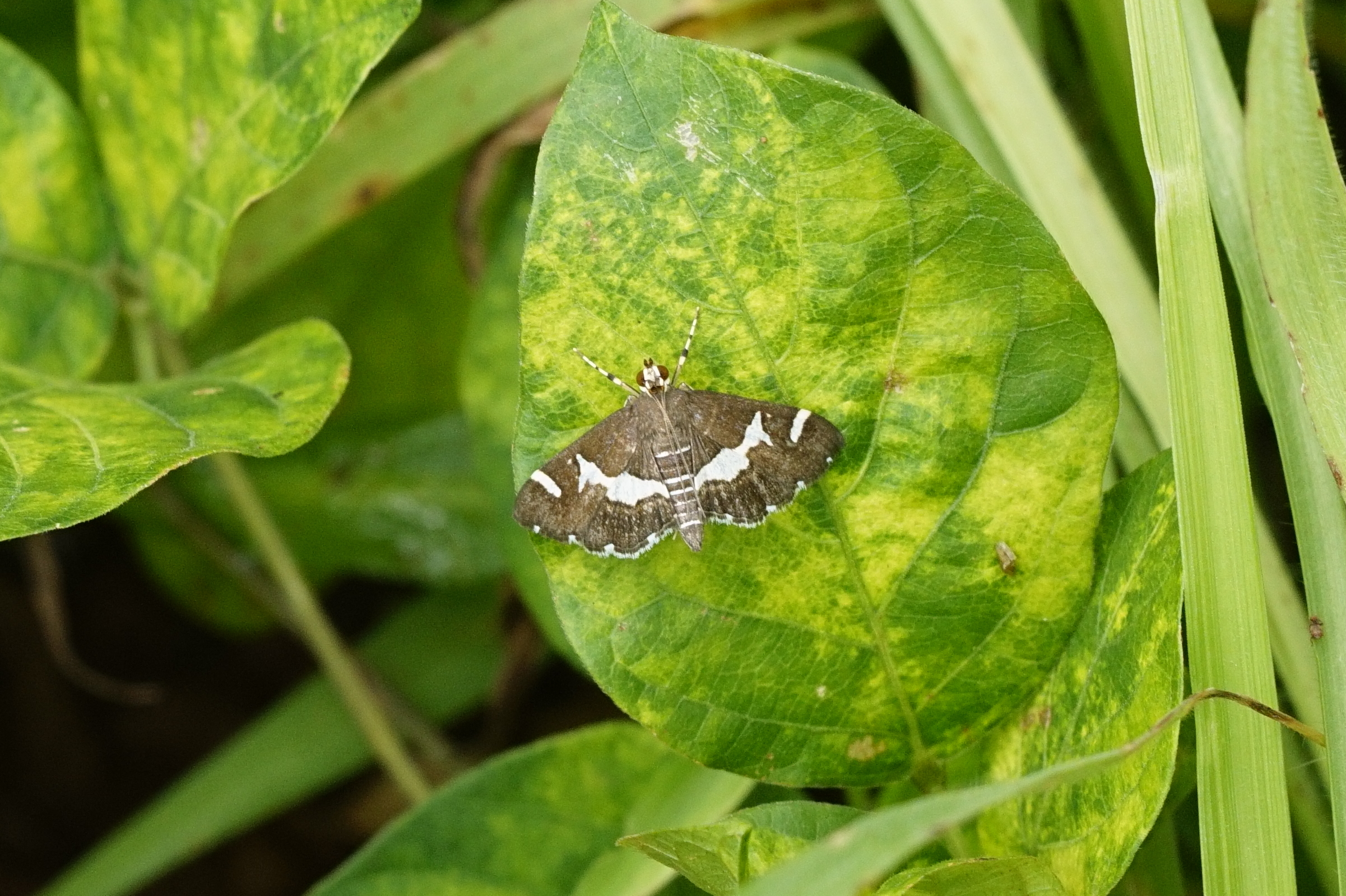 Spoladea recurvalis 8519