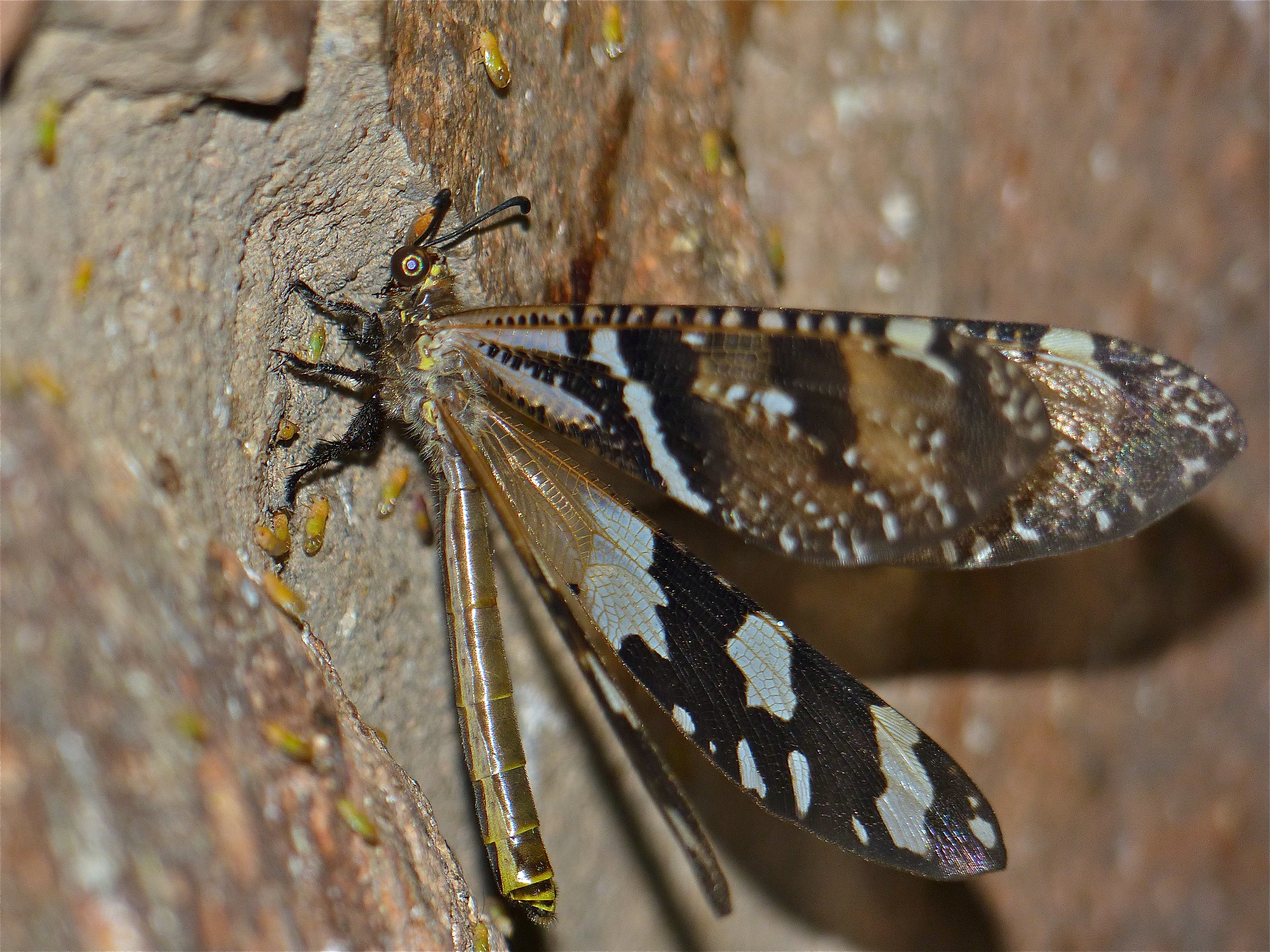 Spotted Veld Antlion (Palpares speciosus) (11647812204)