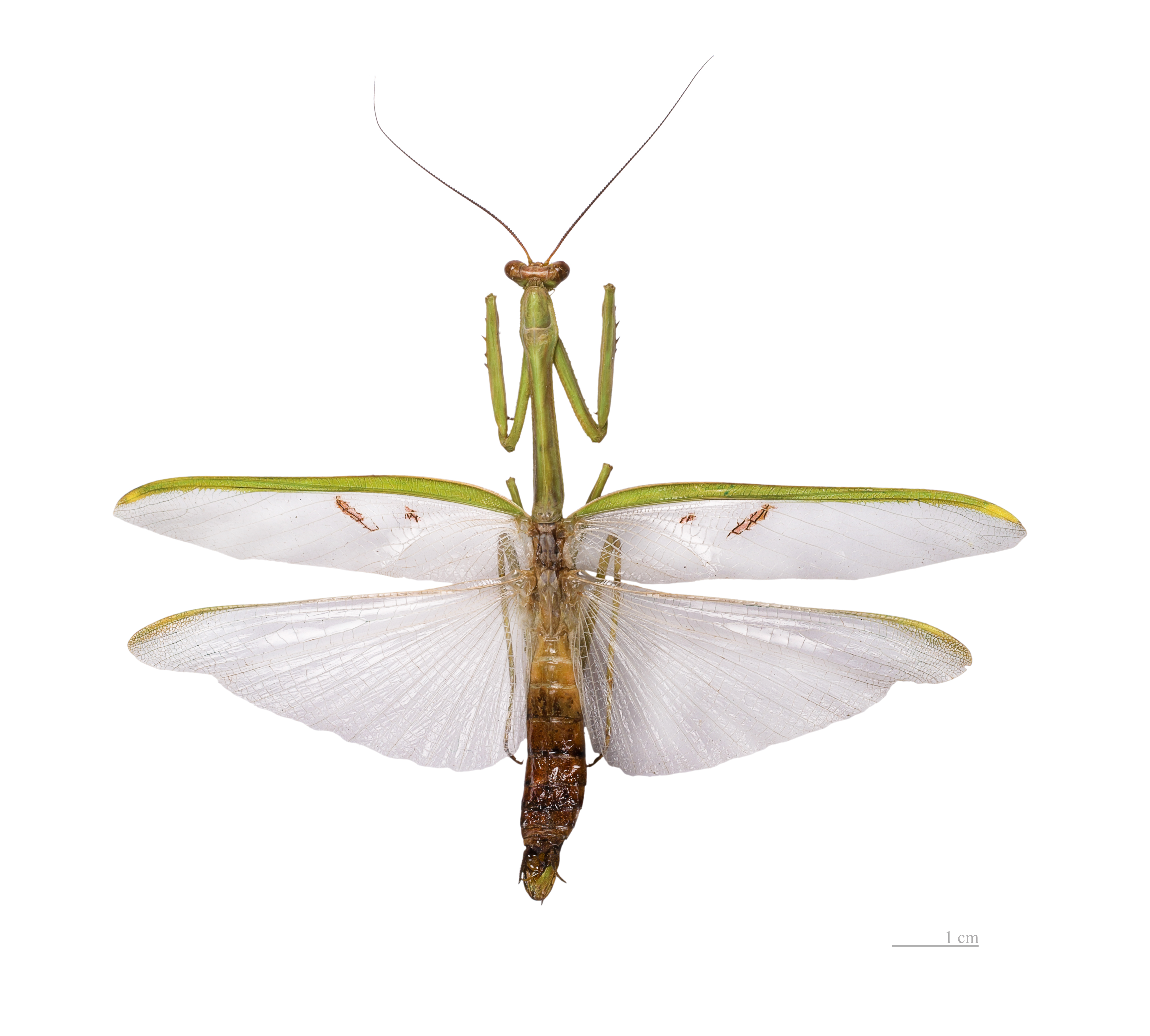 Stagmatoptera flavipennis MHNT dos