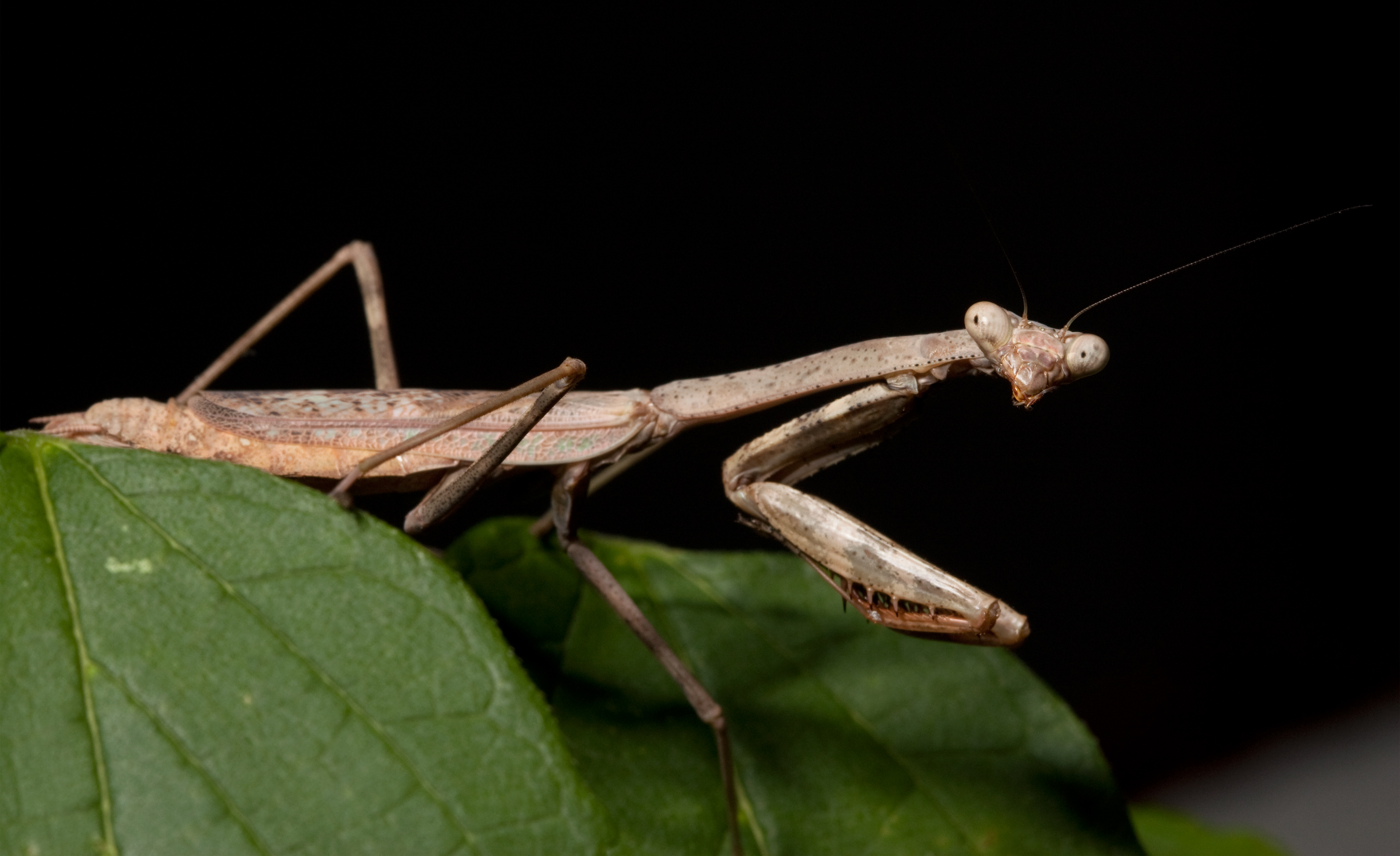 Stagmomantis carolina Kaldari 02