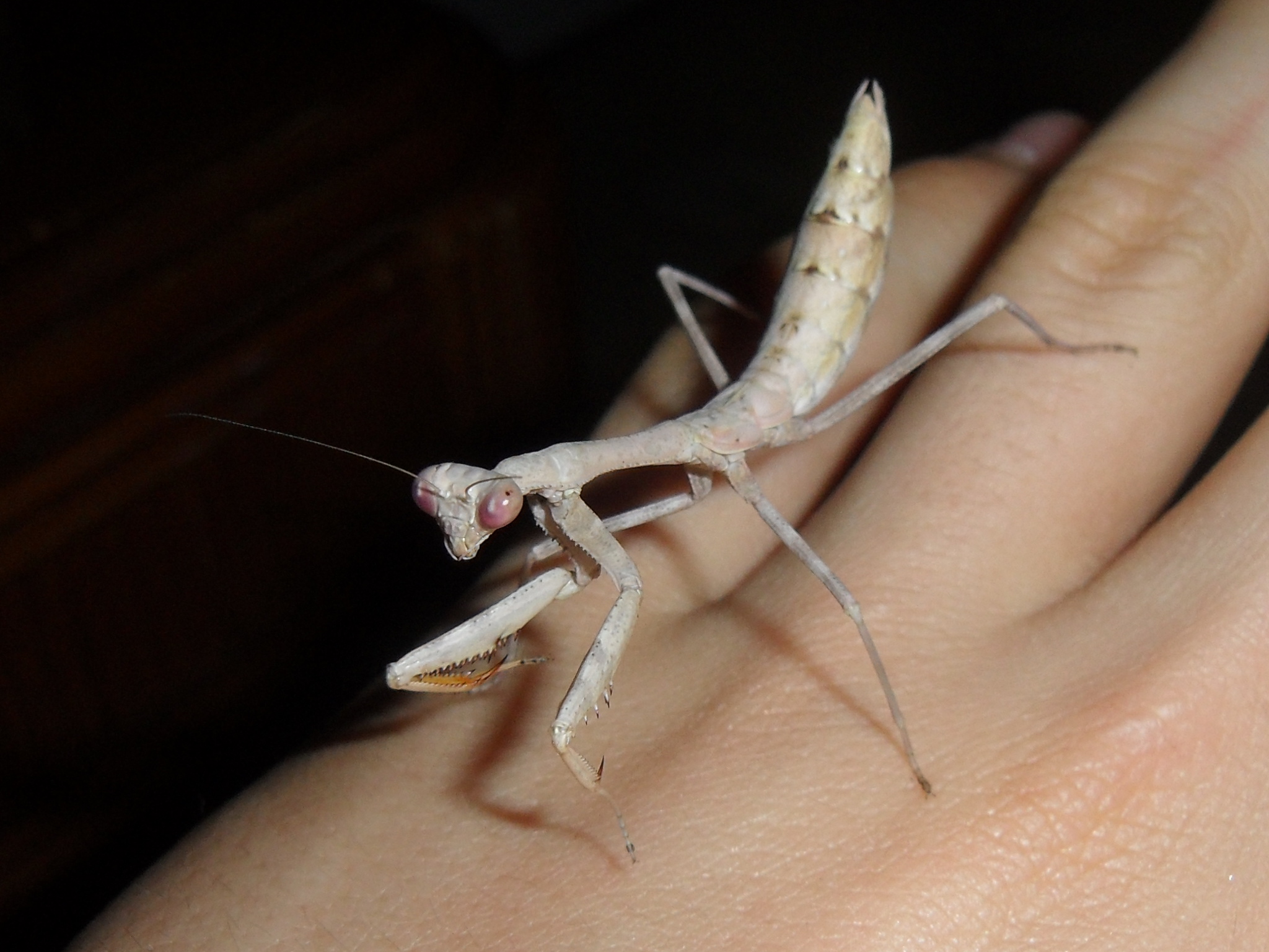 Stagmomantis carolina nymph 8