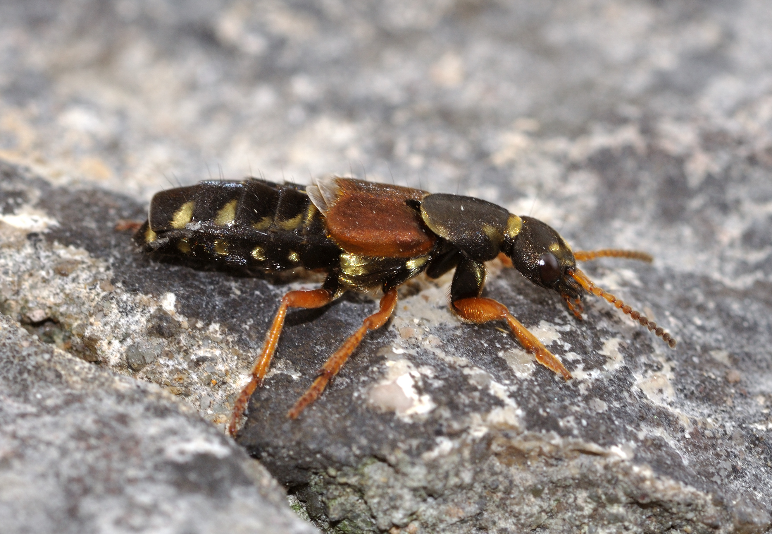 Staphylinus caesareus qtl1