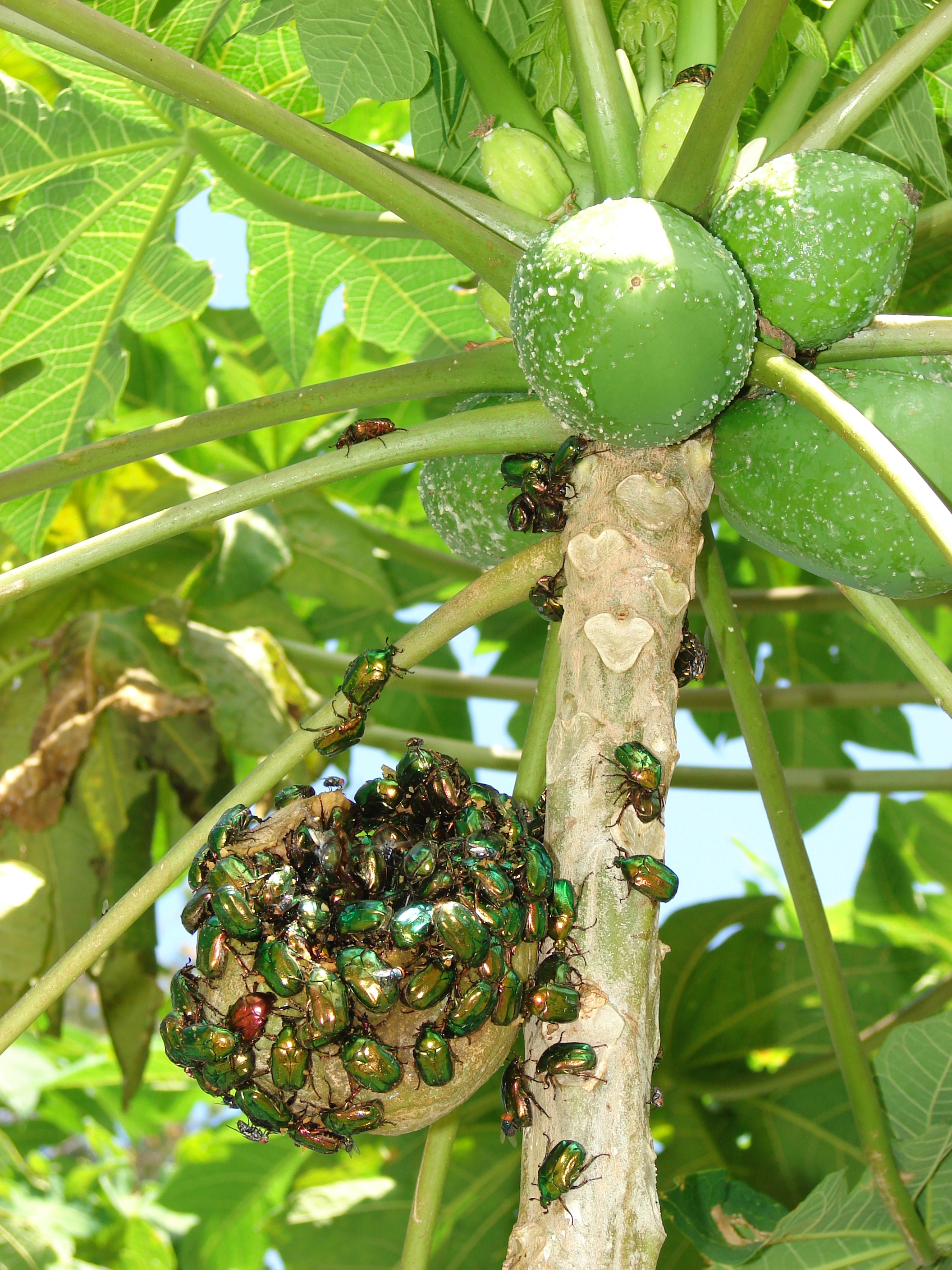 Starr 080531-4917 Carica papaya