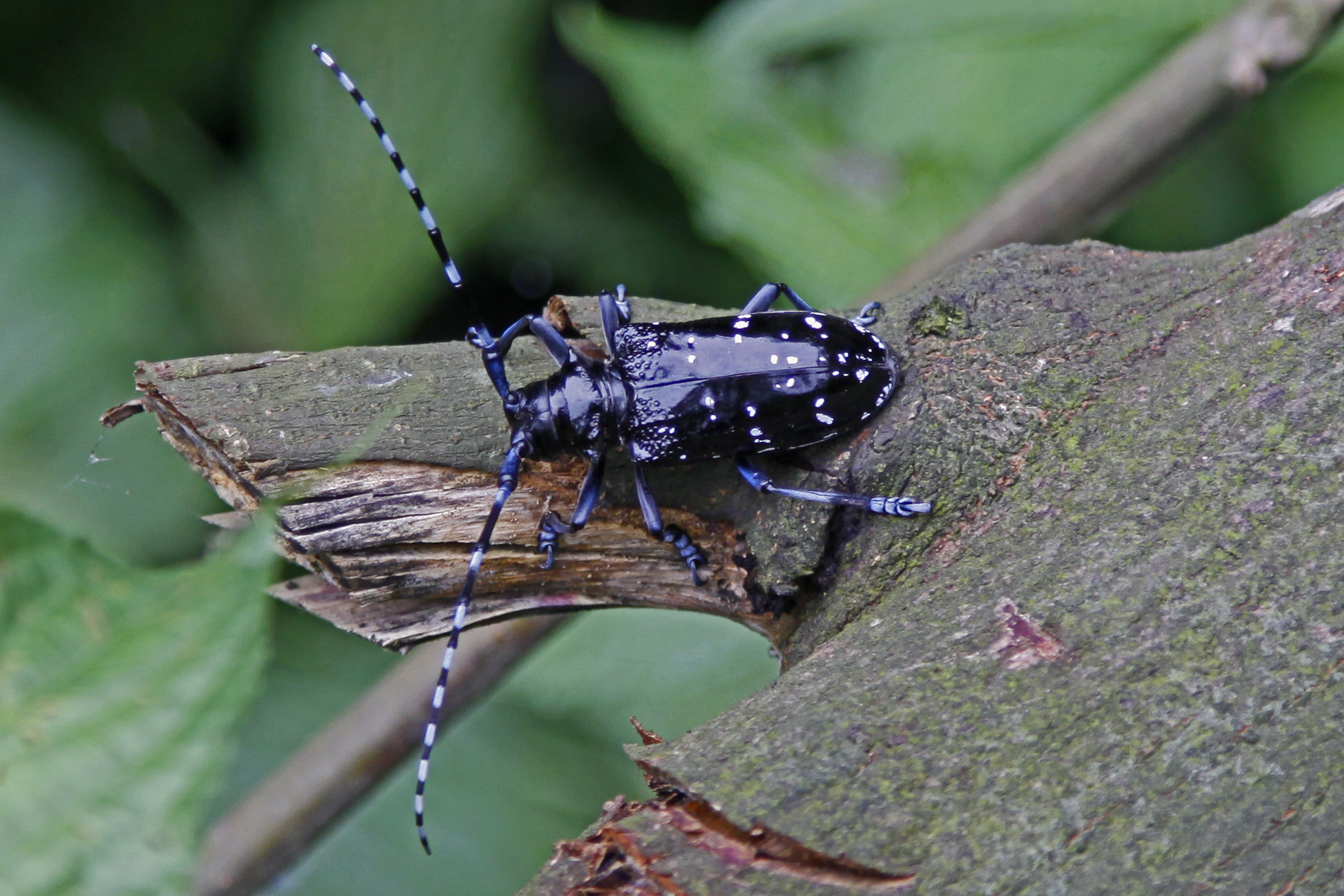 Starry Skies Beetle - Anoplophora freyi, Mt. Emei, Szechuan, China