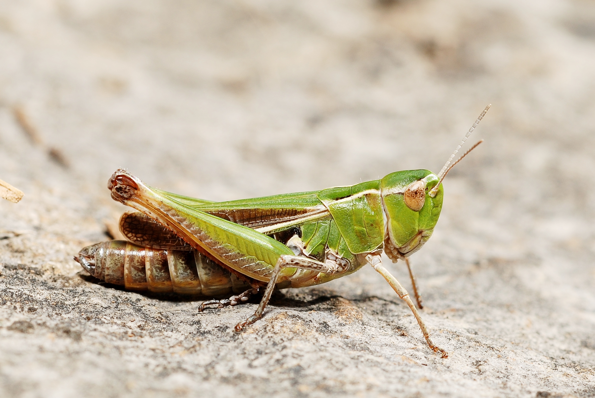 Stenobothrus lineatus female (3829690077)