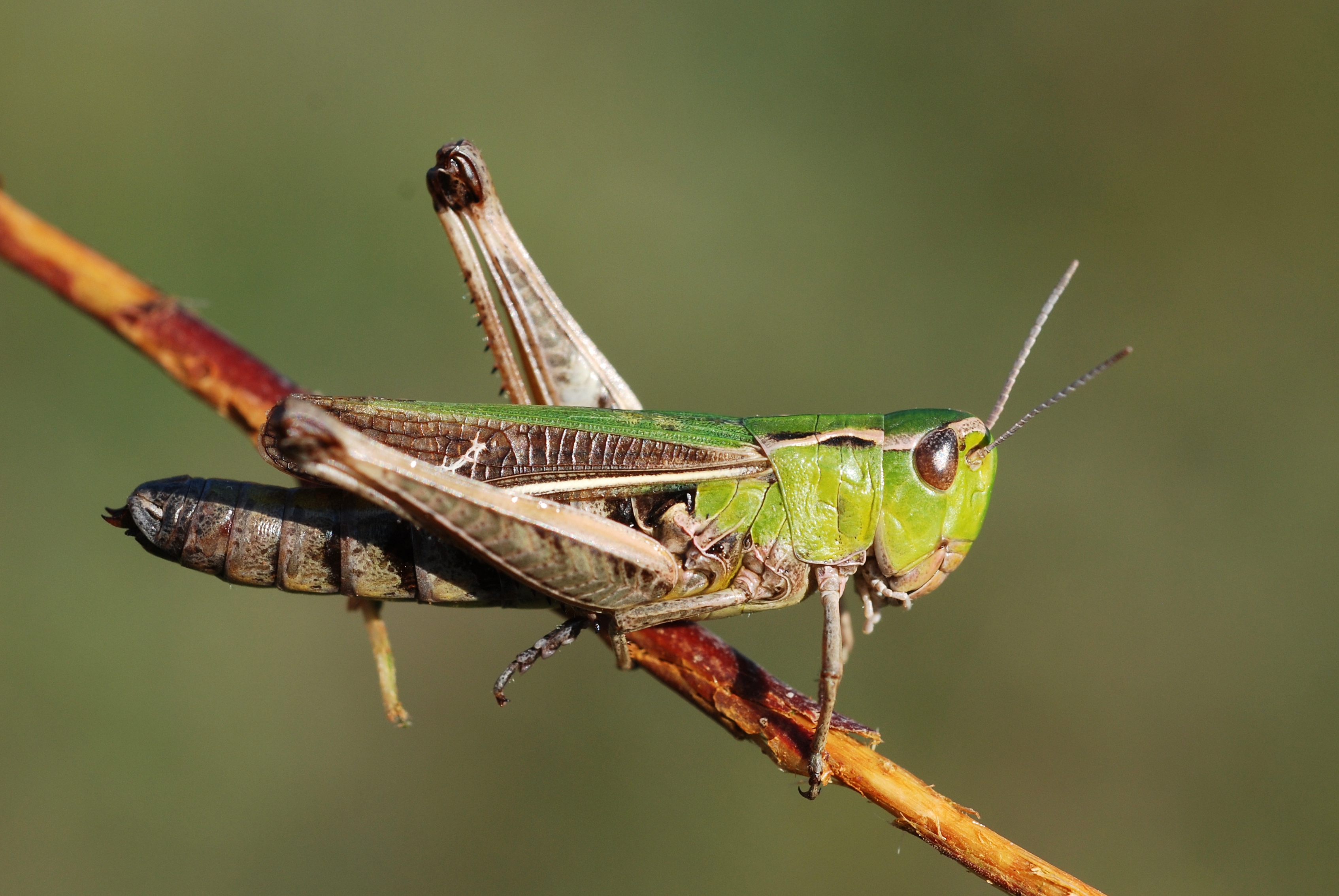 Stenobothrus lineatus female (5030715205)