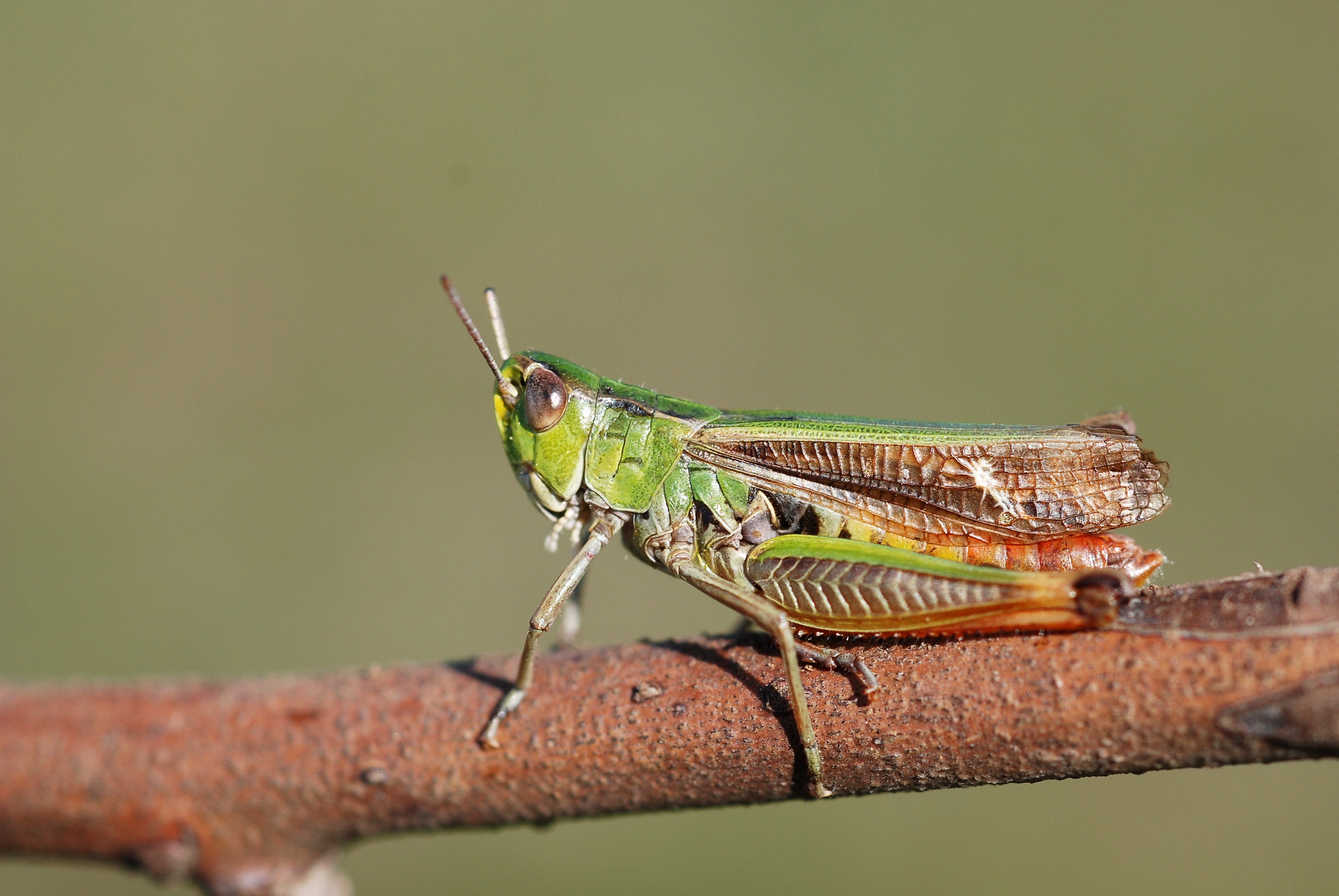 Stenobothrus lineatus male (5031345400)