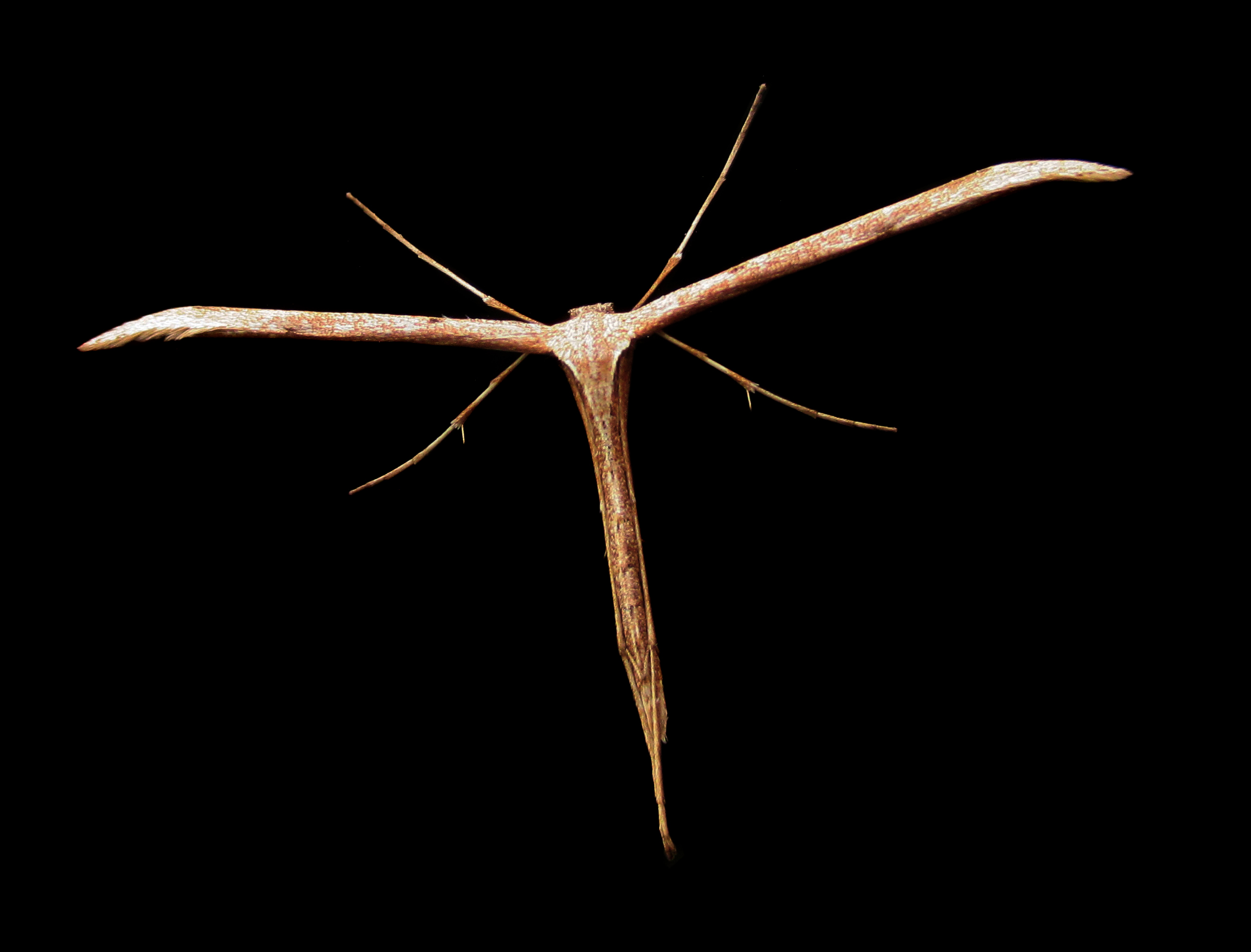 Stenoptilia pterodactyla (or similar species) in Falköping 9350