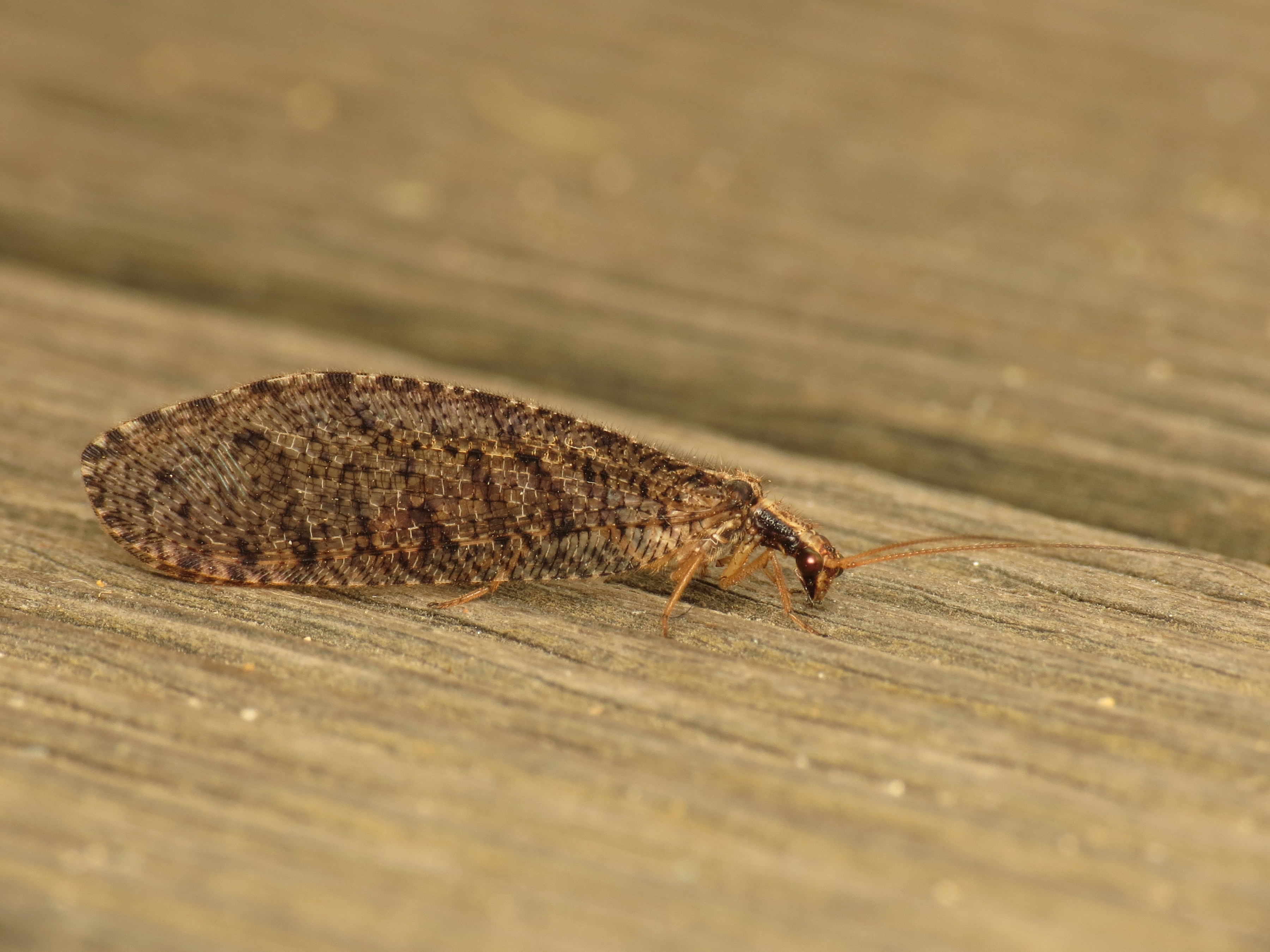 Stenosmylus sp. (12192101435)