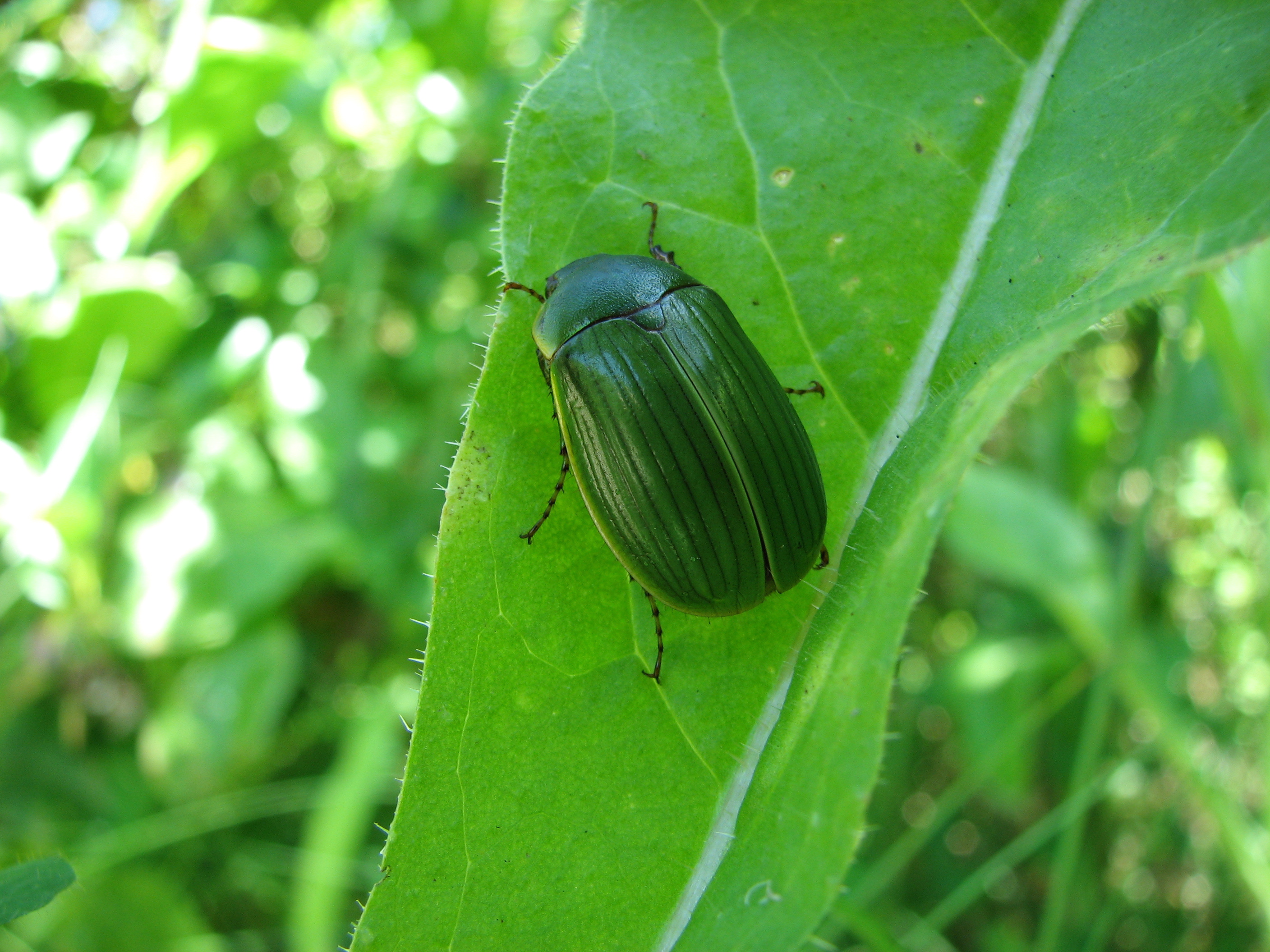Stethaspis species