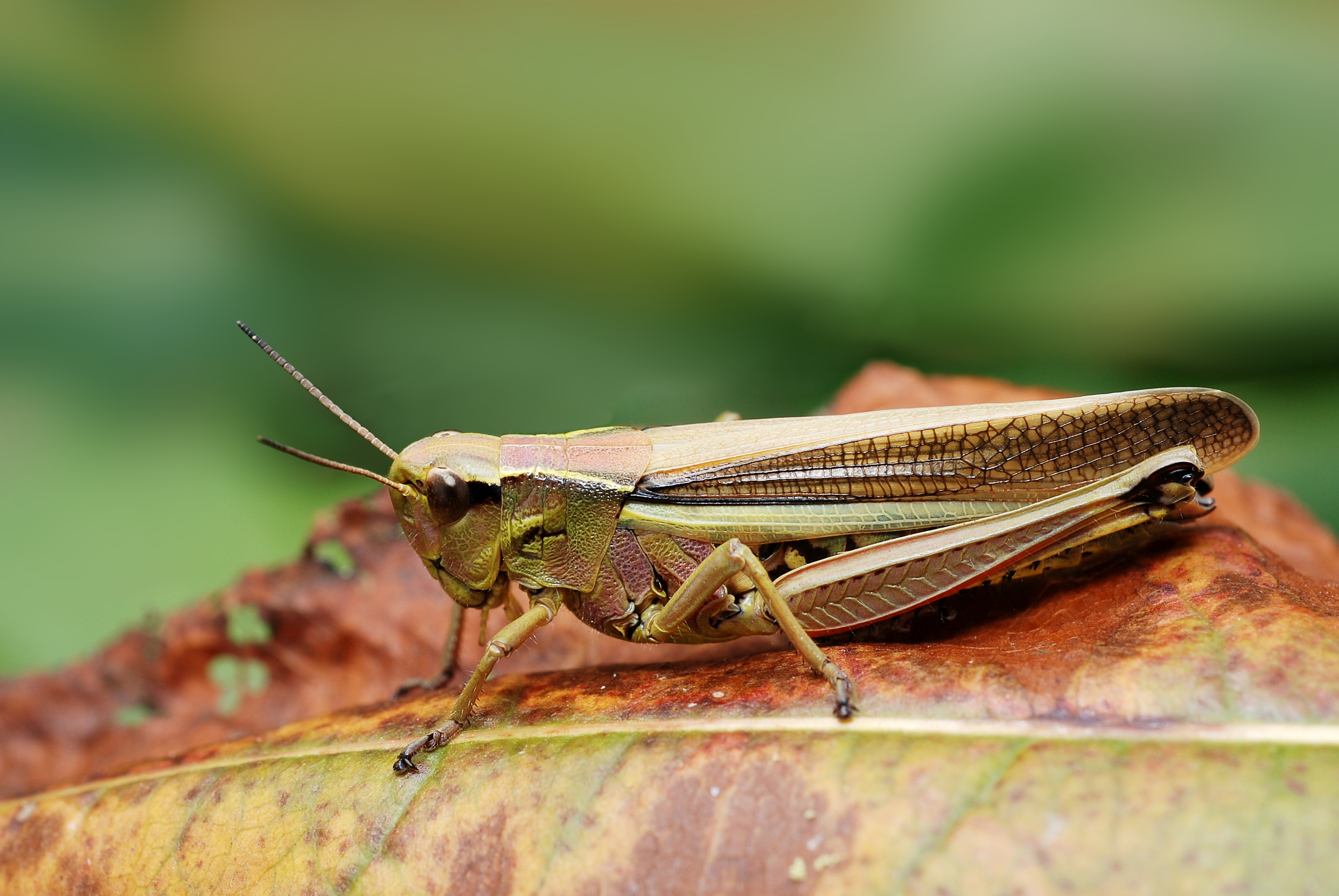 Stethophyma grossum female (4838479231)