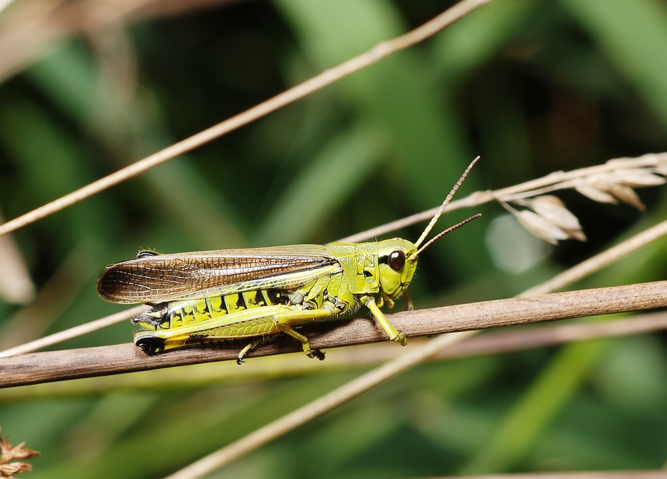 Stethophyma grossum male (3898364138)