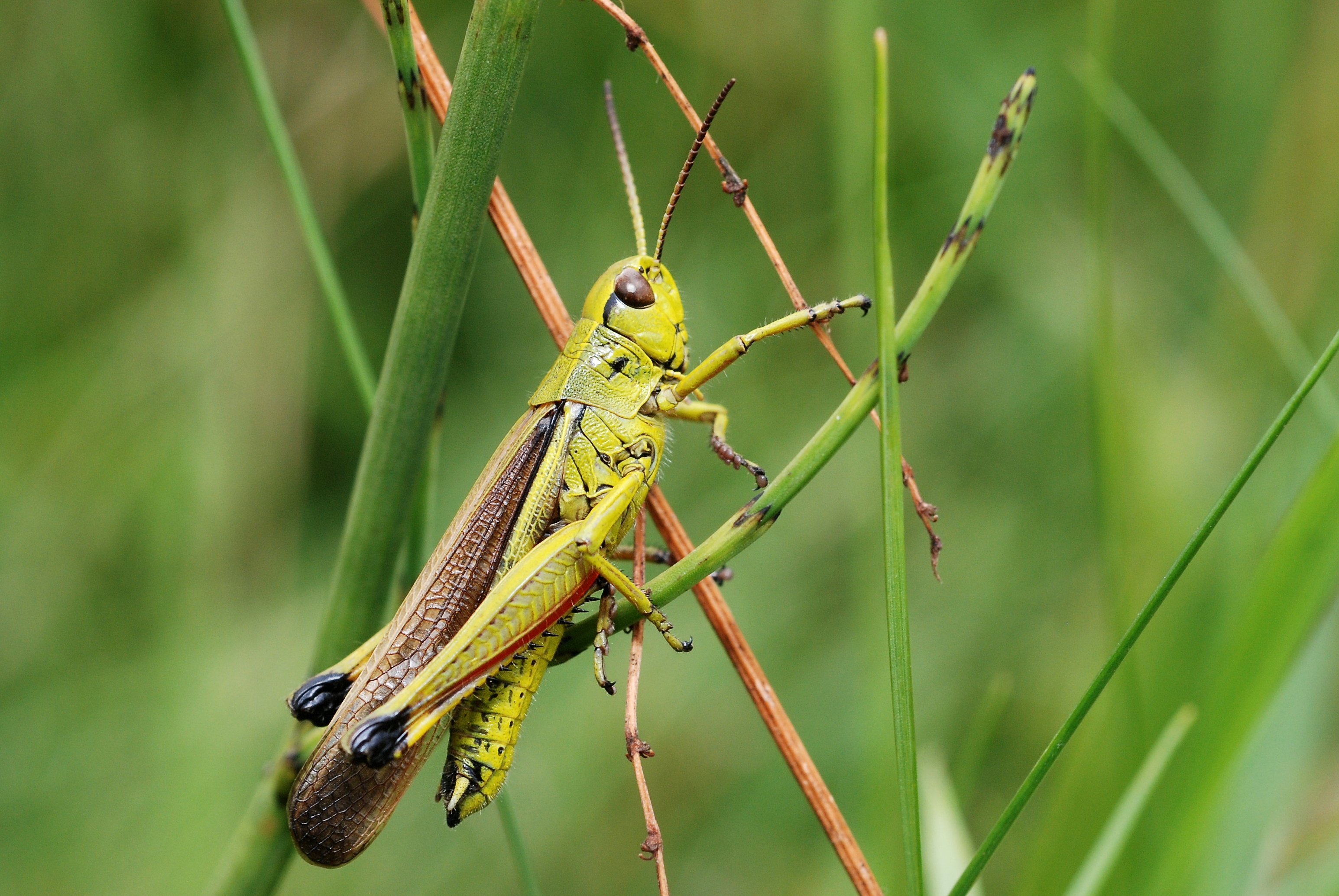 Stethophyma grossum male (4838471211)