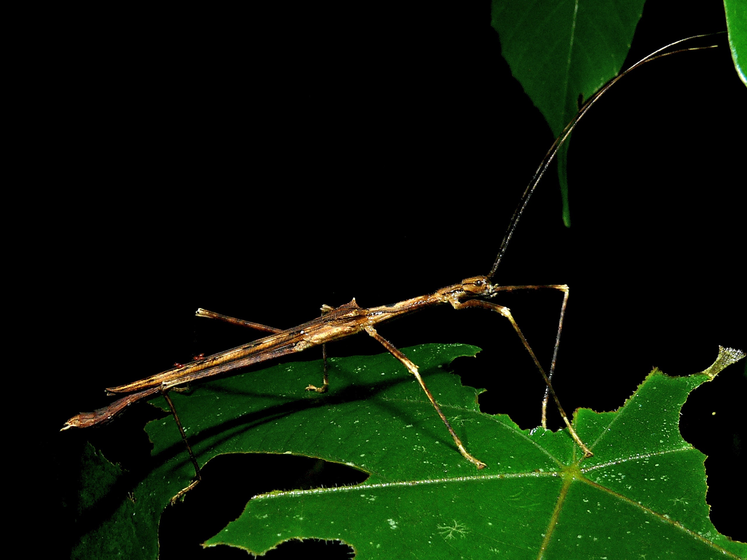 Stick Insect (Phasmatidae) (8429119483)