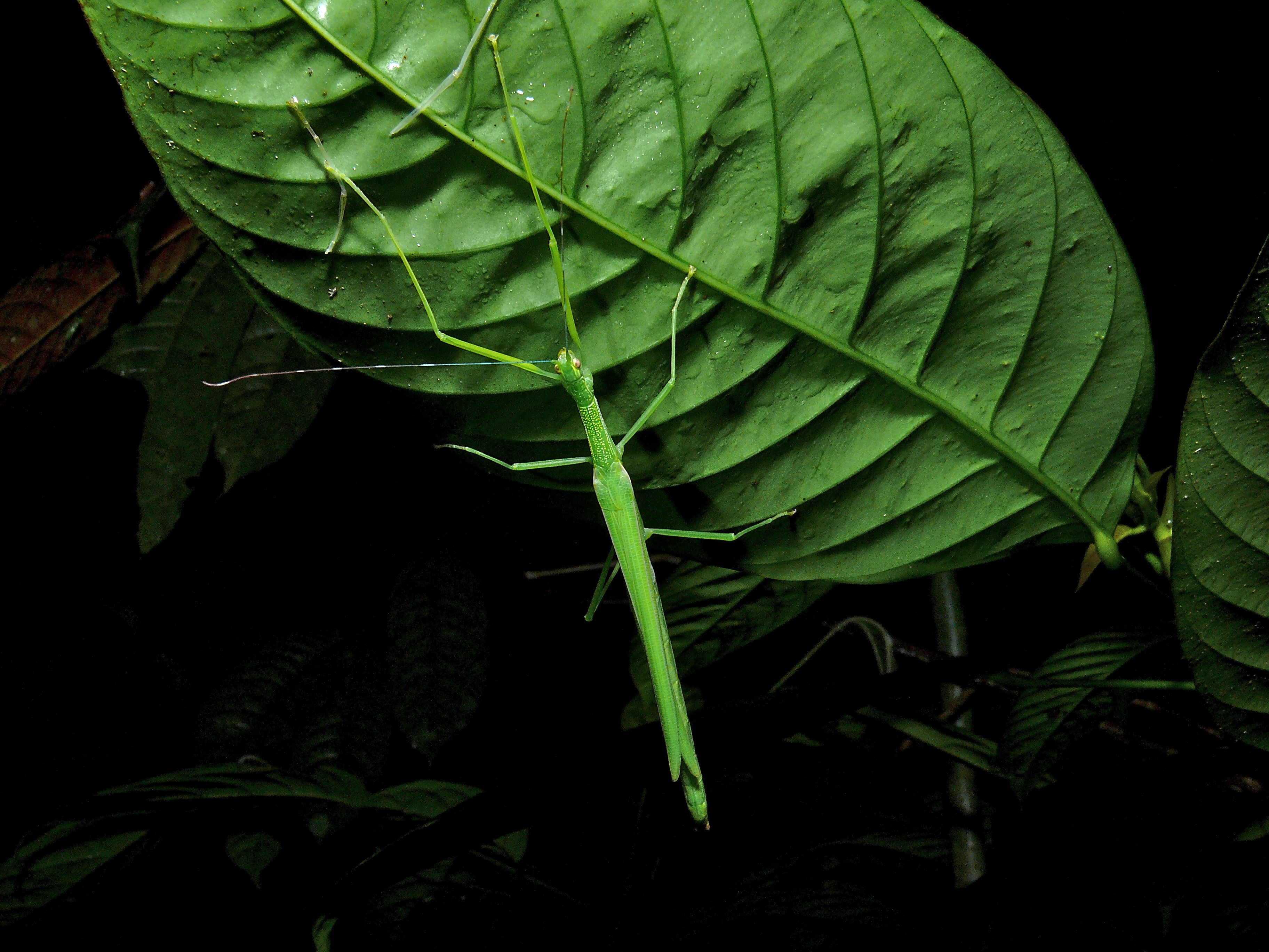 Stick Insect (Phasmatidae) (8430206532)