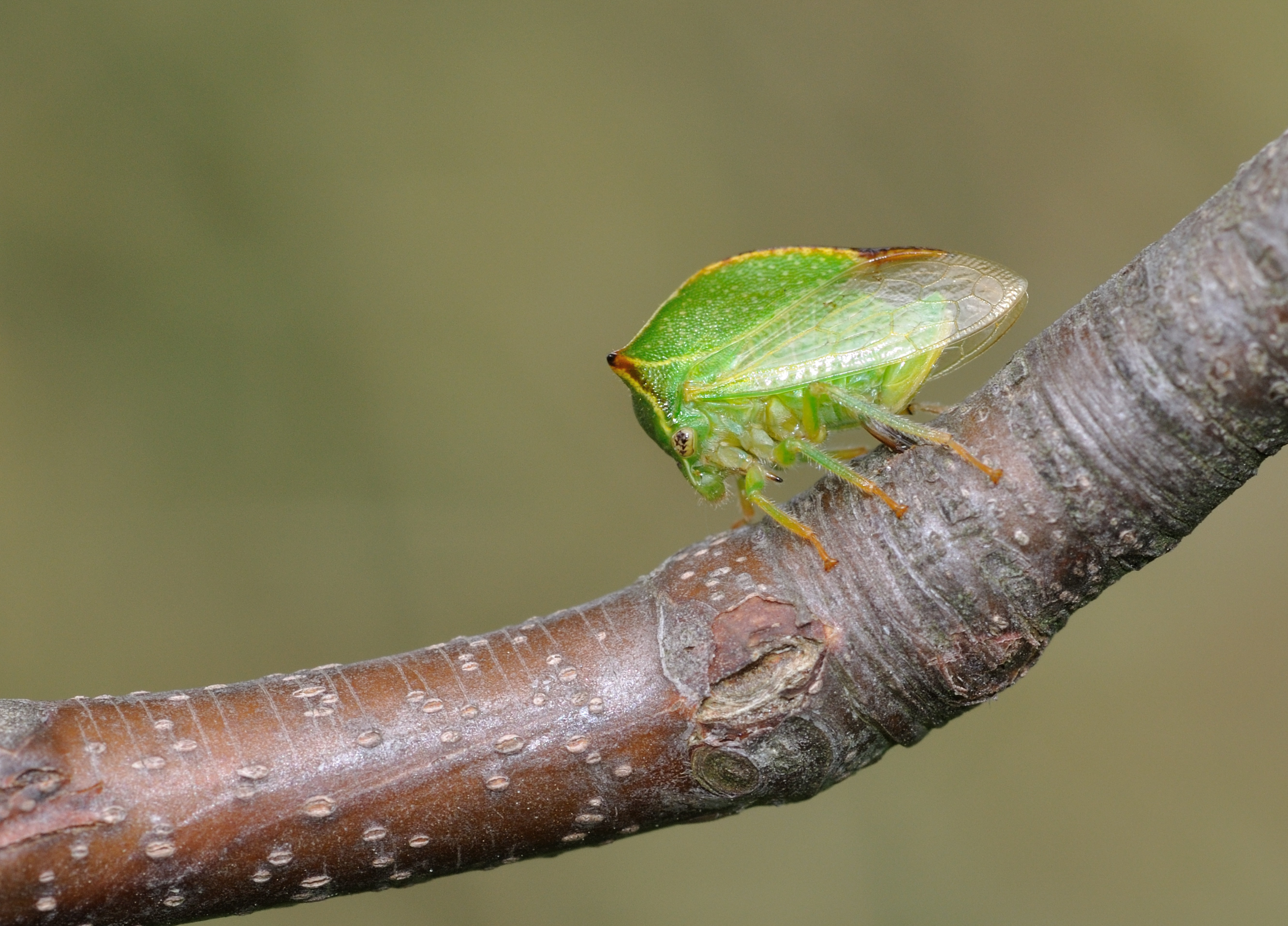 Stictocephala bisonia qtl4