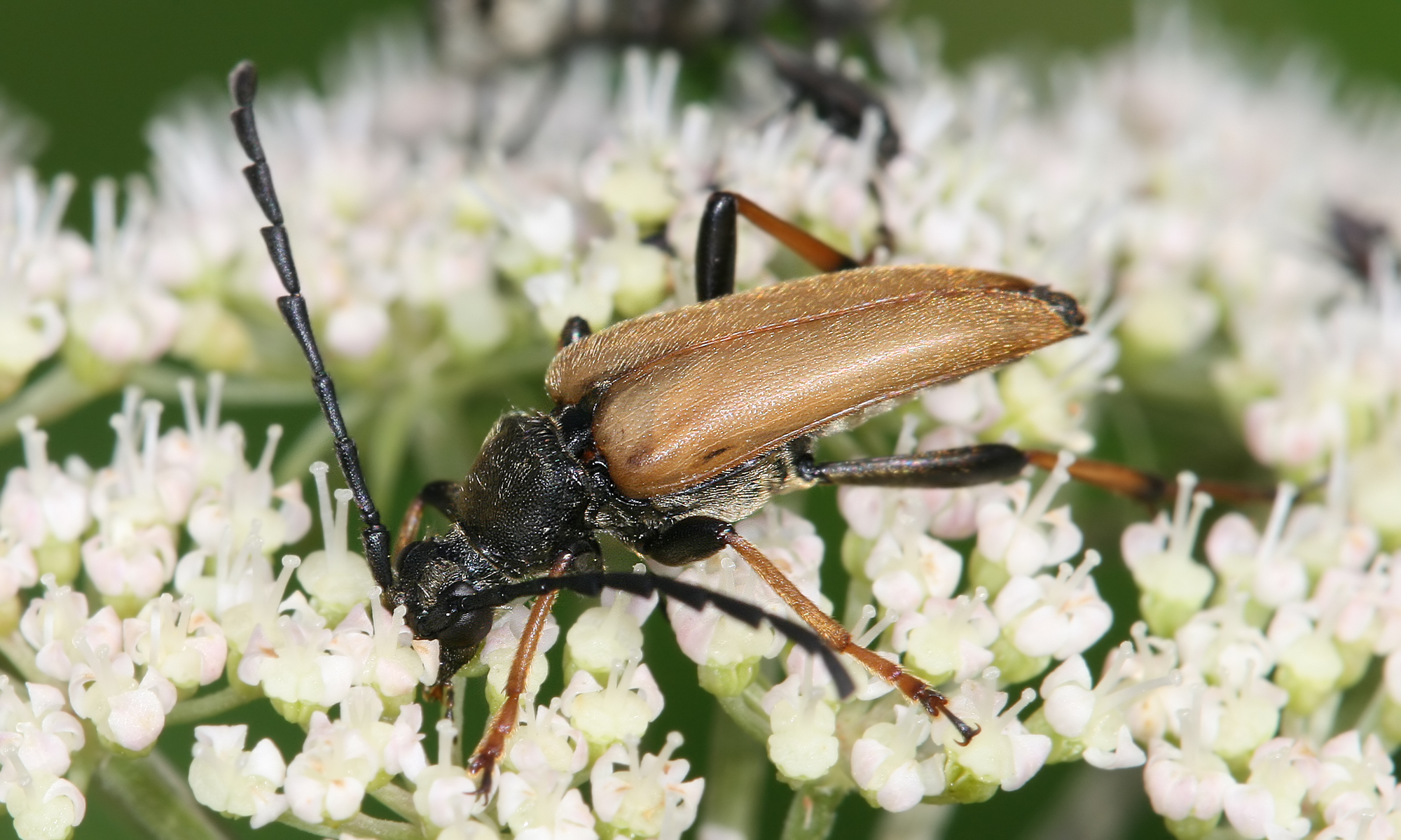 Stictoleptura rubra male Richard Bartz