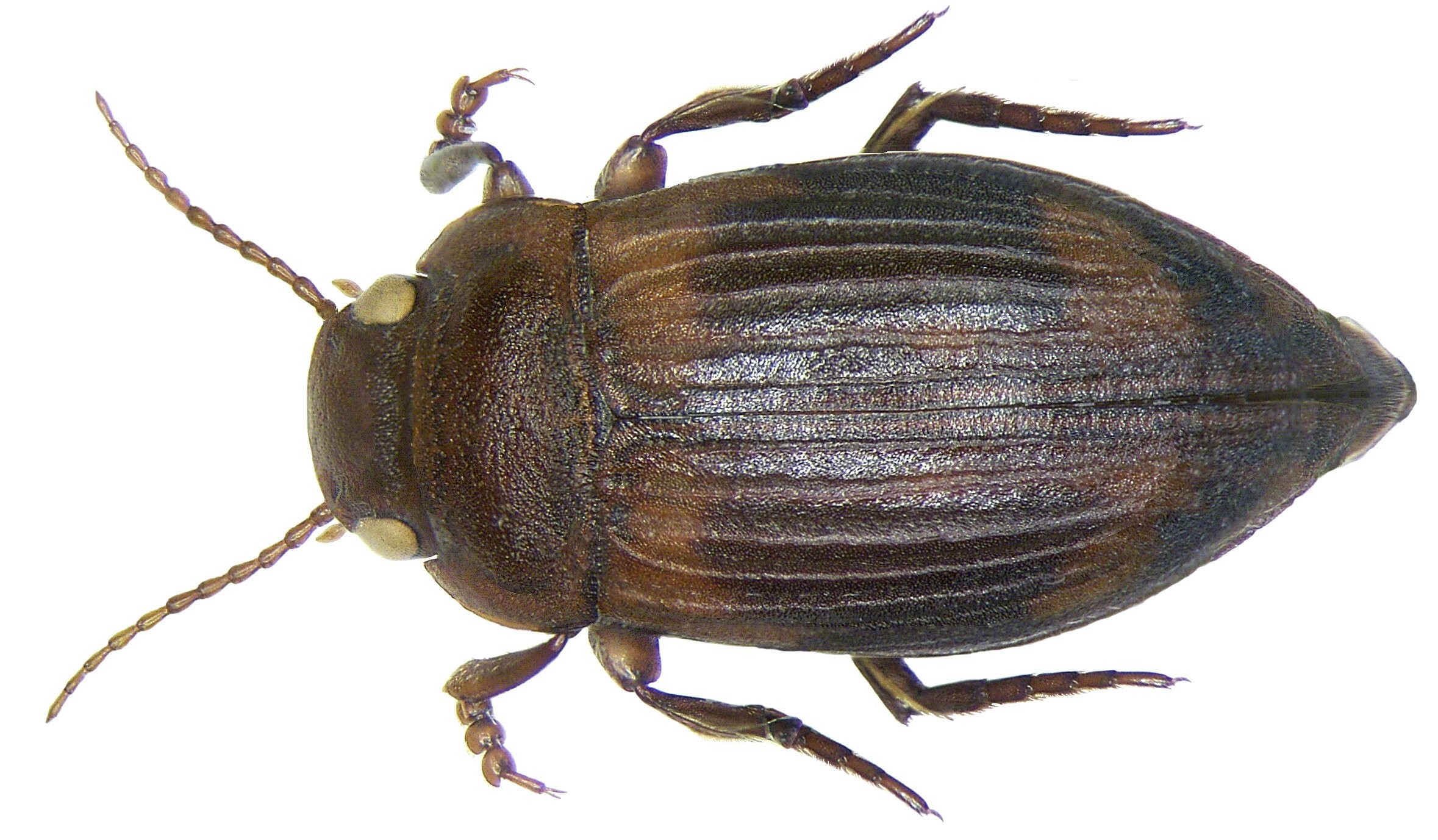 Stictotarsus bertrandi (Legros, 1956)
