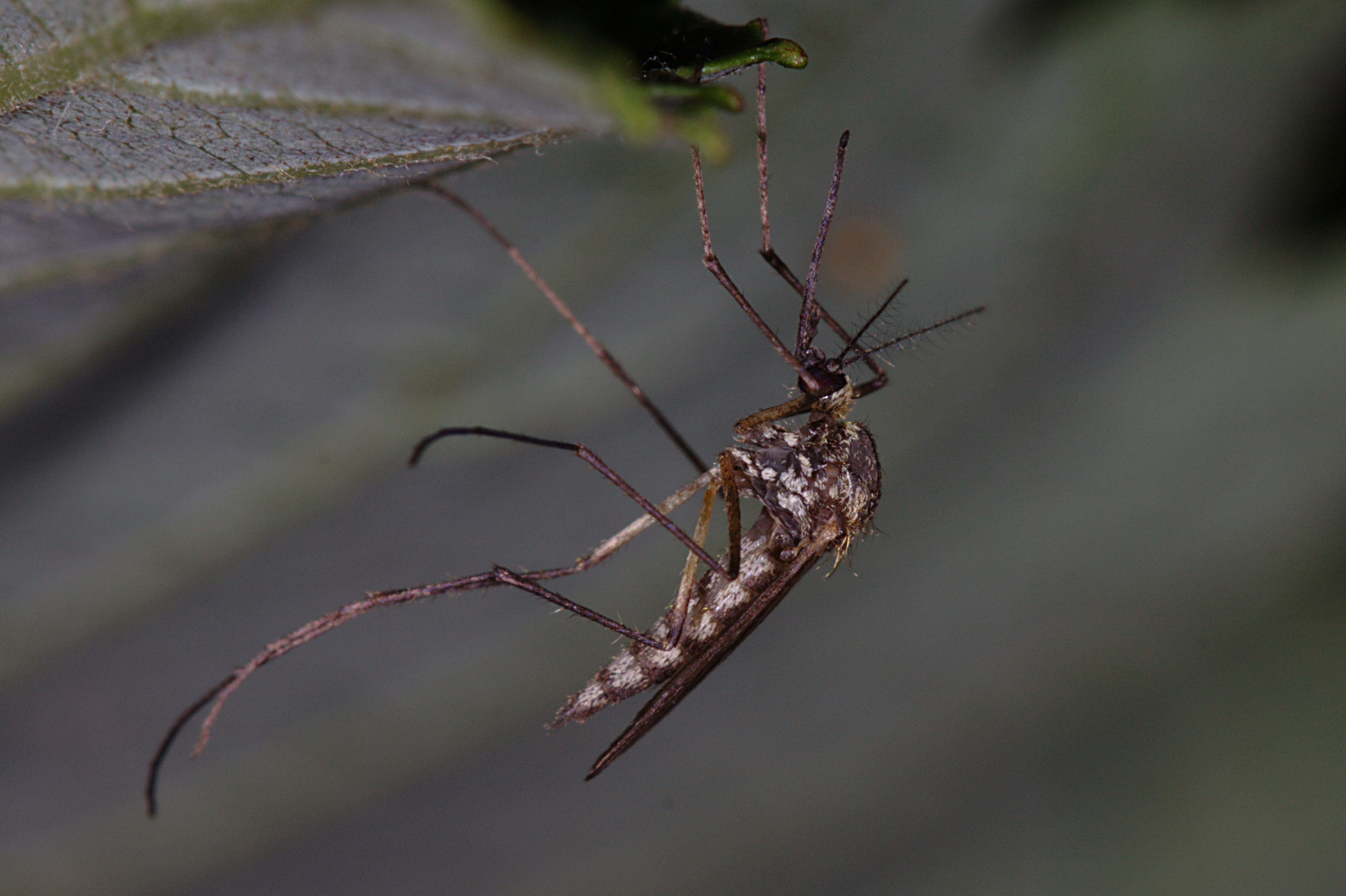 Stikkemygg (Culicidae) (4876033285)