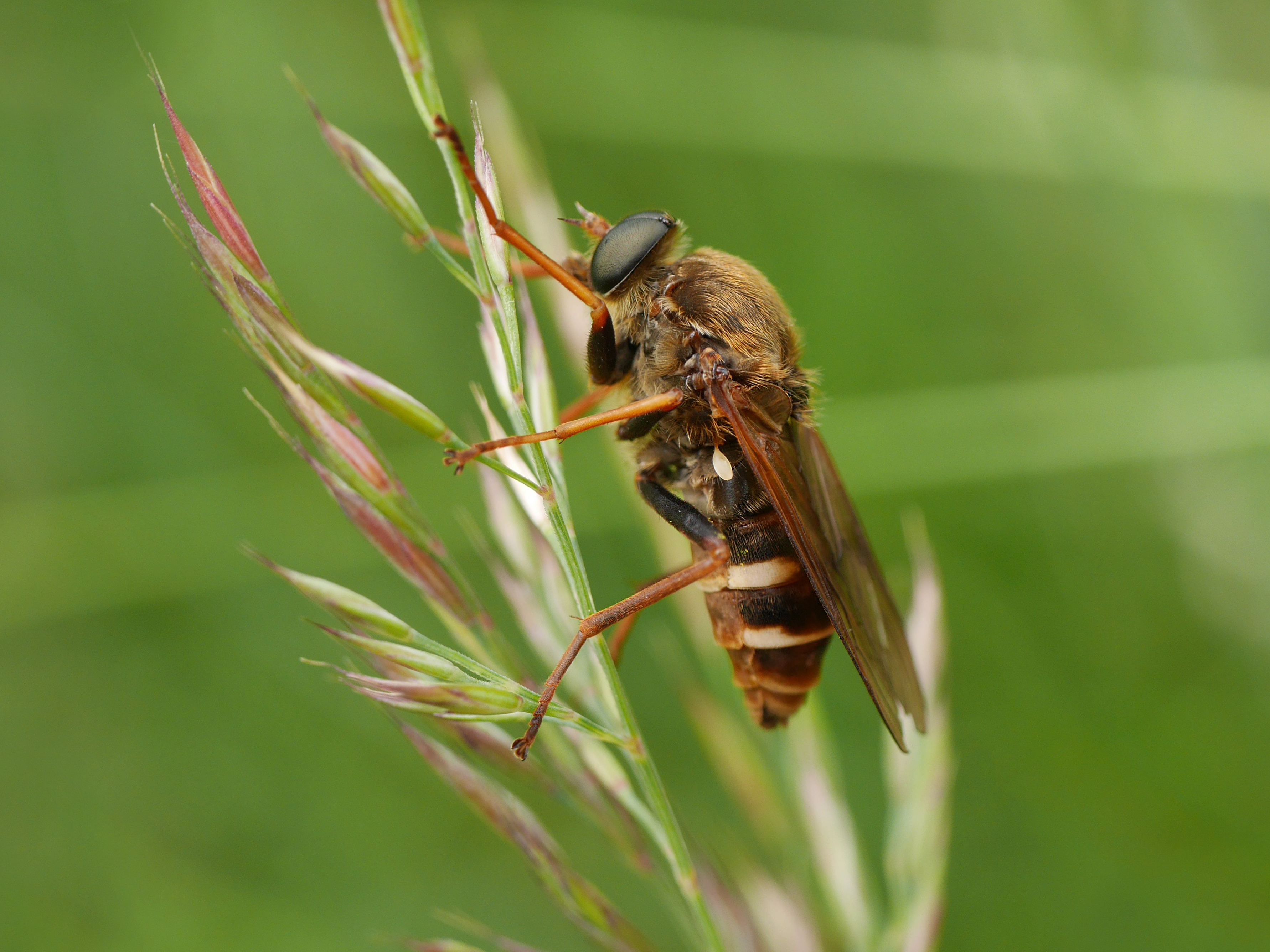 Stinkfliege (Coenomya ferruginea), Rocherath, Ostbelgien (14860007278)