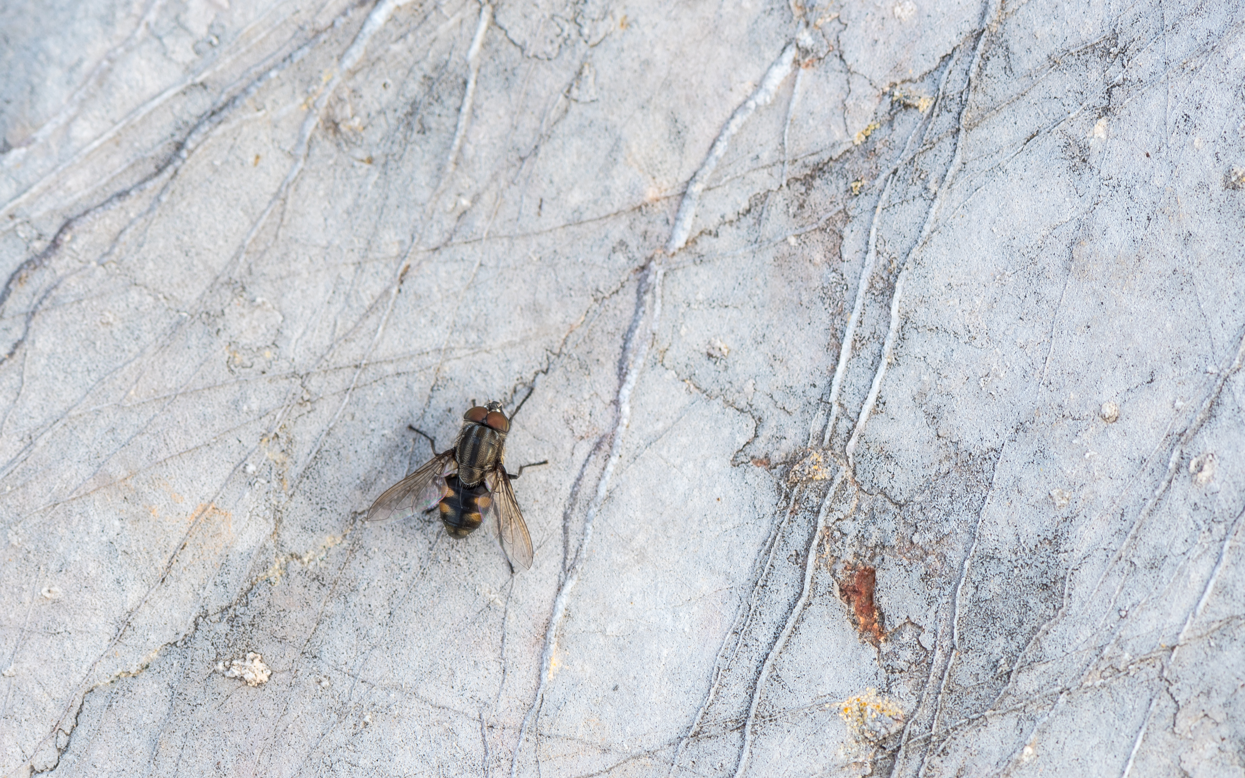 Stomorhina lunata, Sète