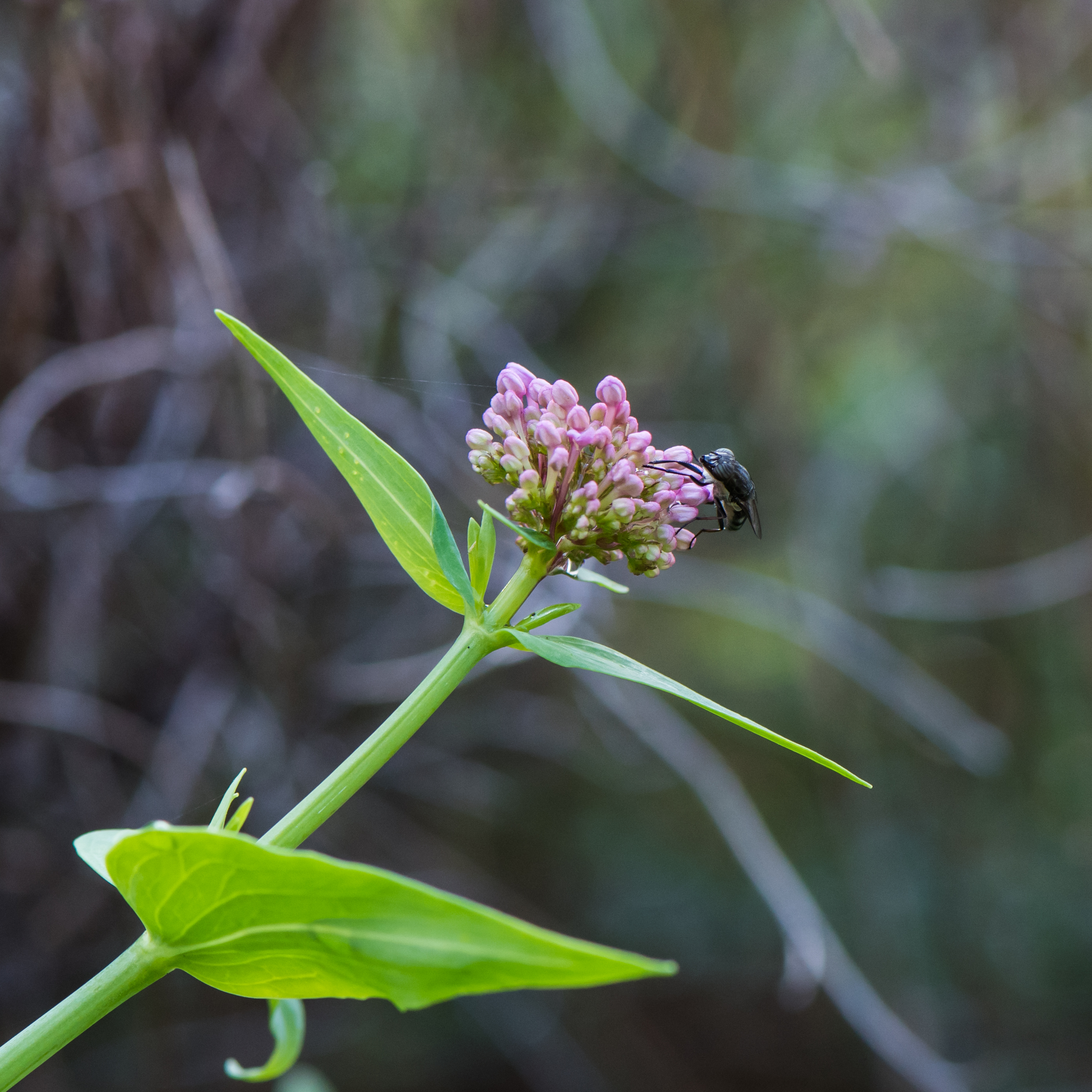 Stomorhina lunata on Centranthus ruber
