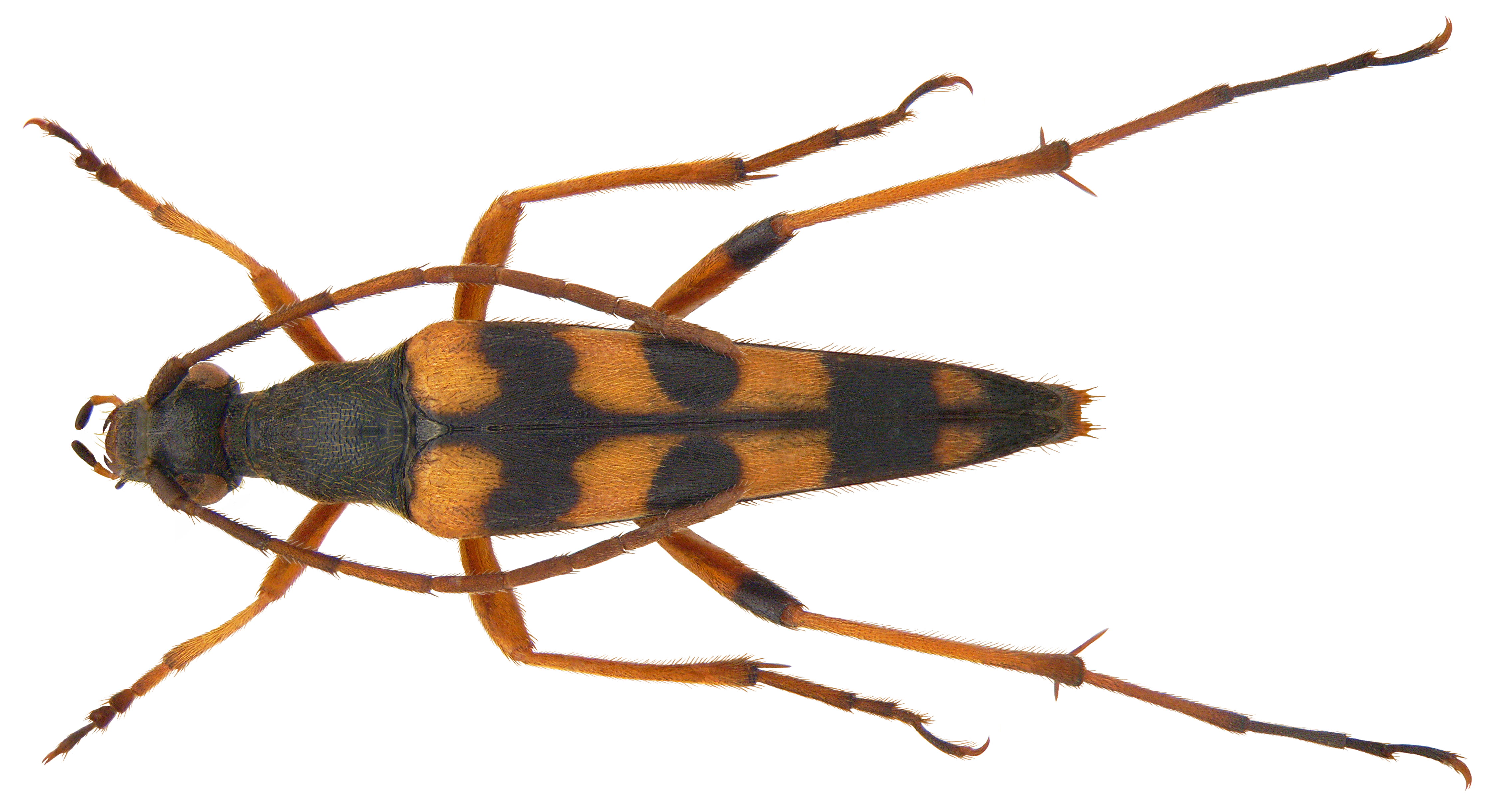 Strangalia attenuata (Linné, 1758) (3874480685)