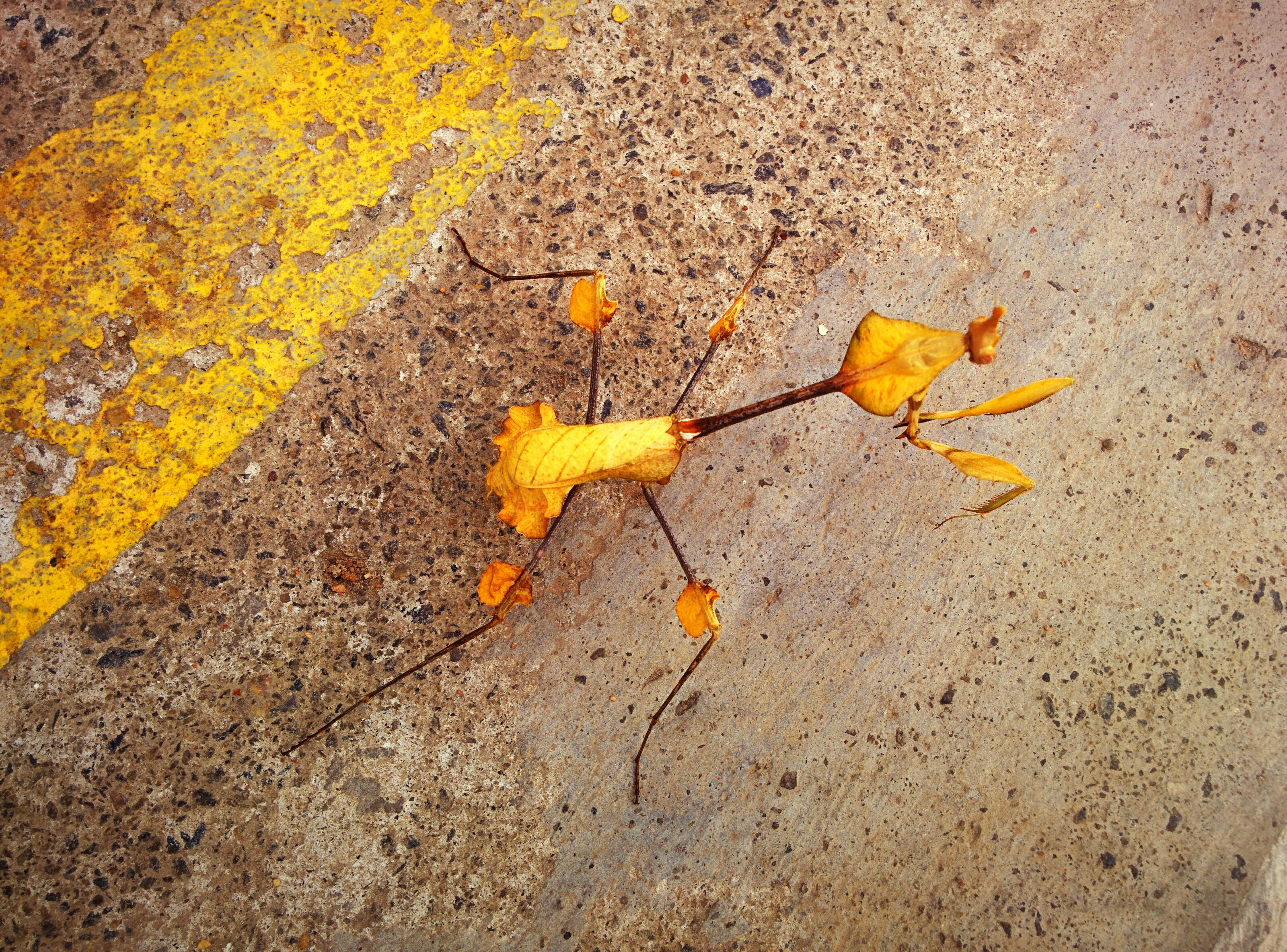 Strange insect