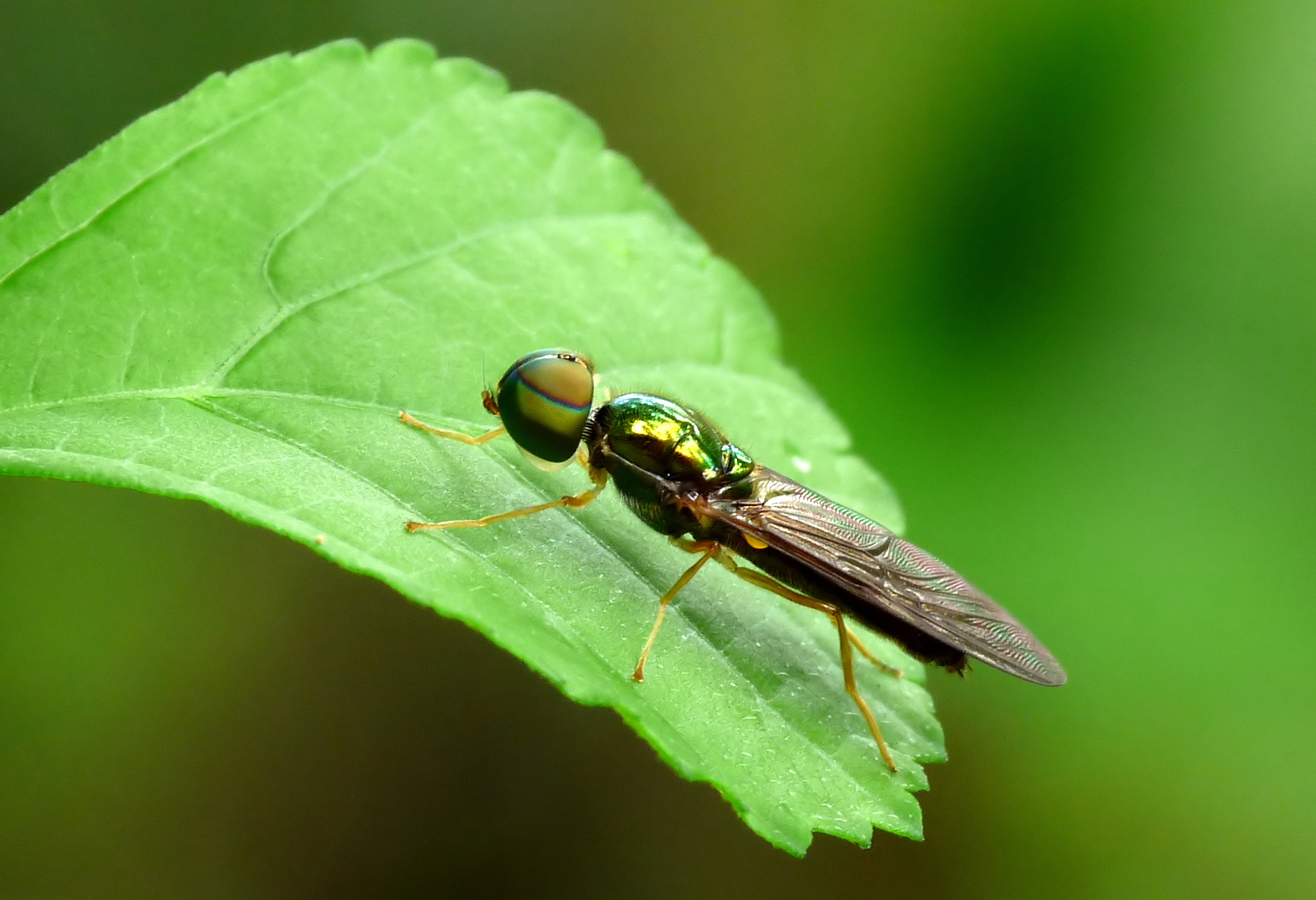 Stratiomyidae by kadavoor