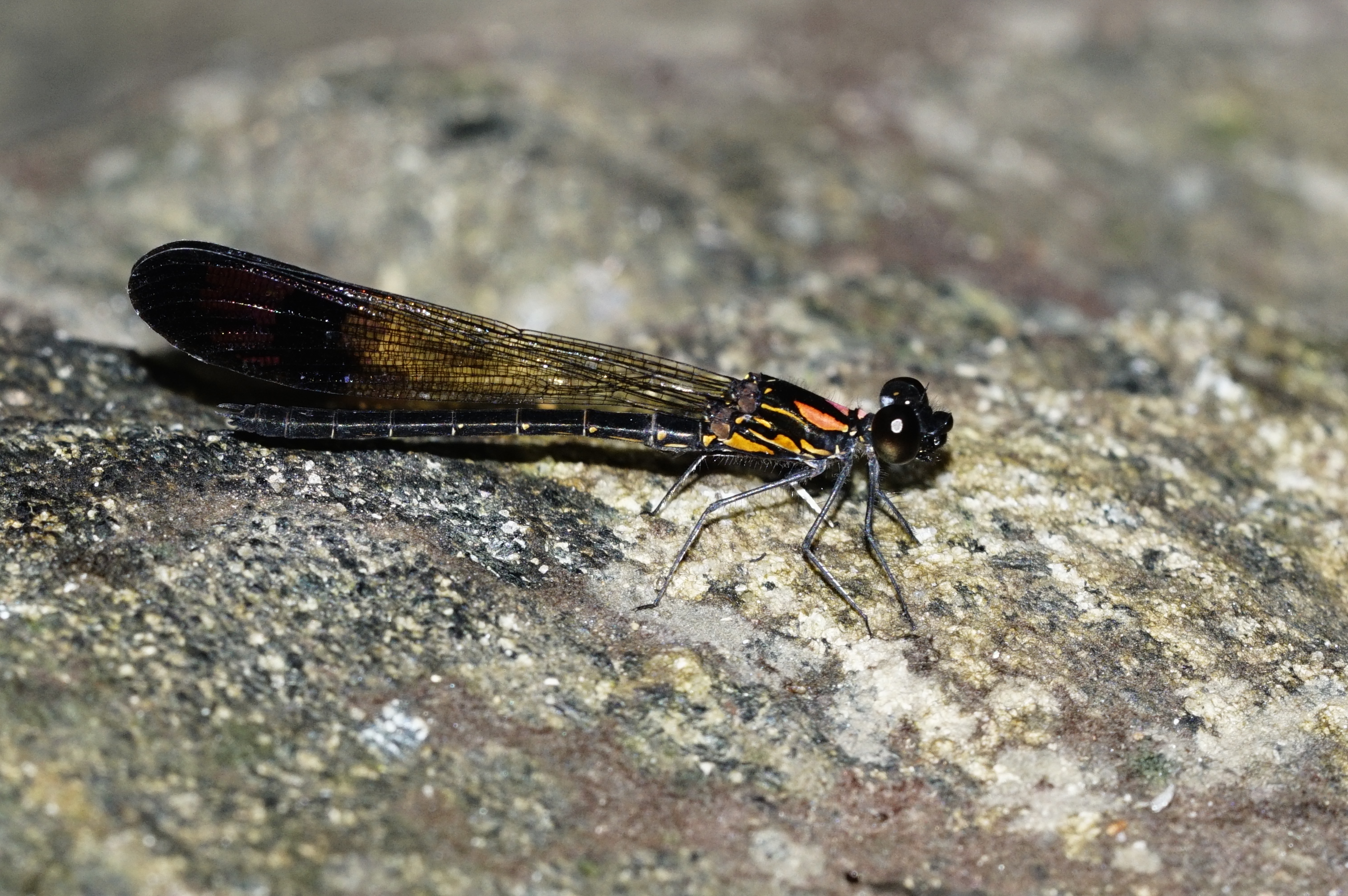 Stream Ruby Damselfly 7517
