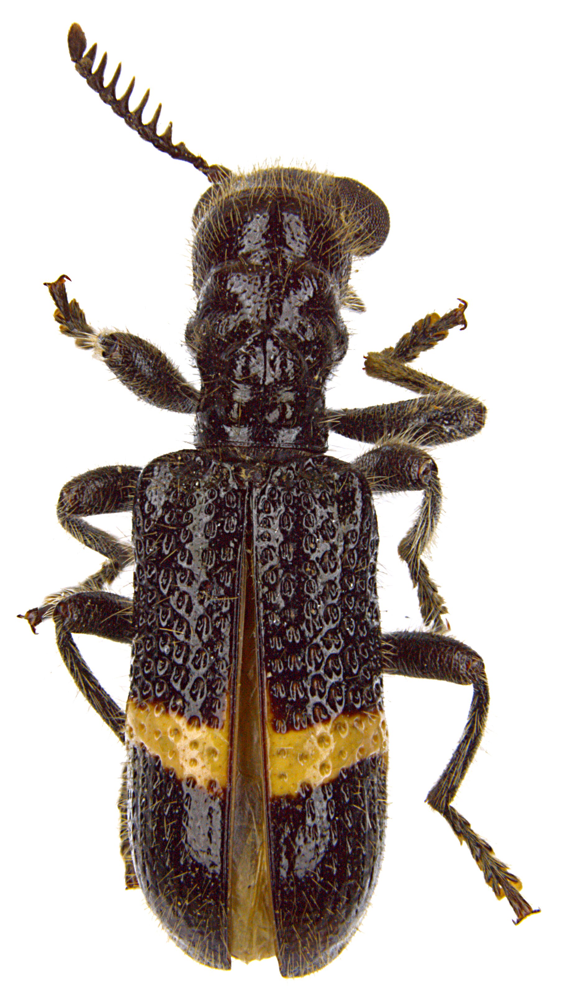 Strotocera atripennis
