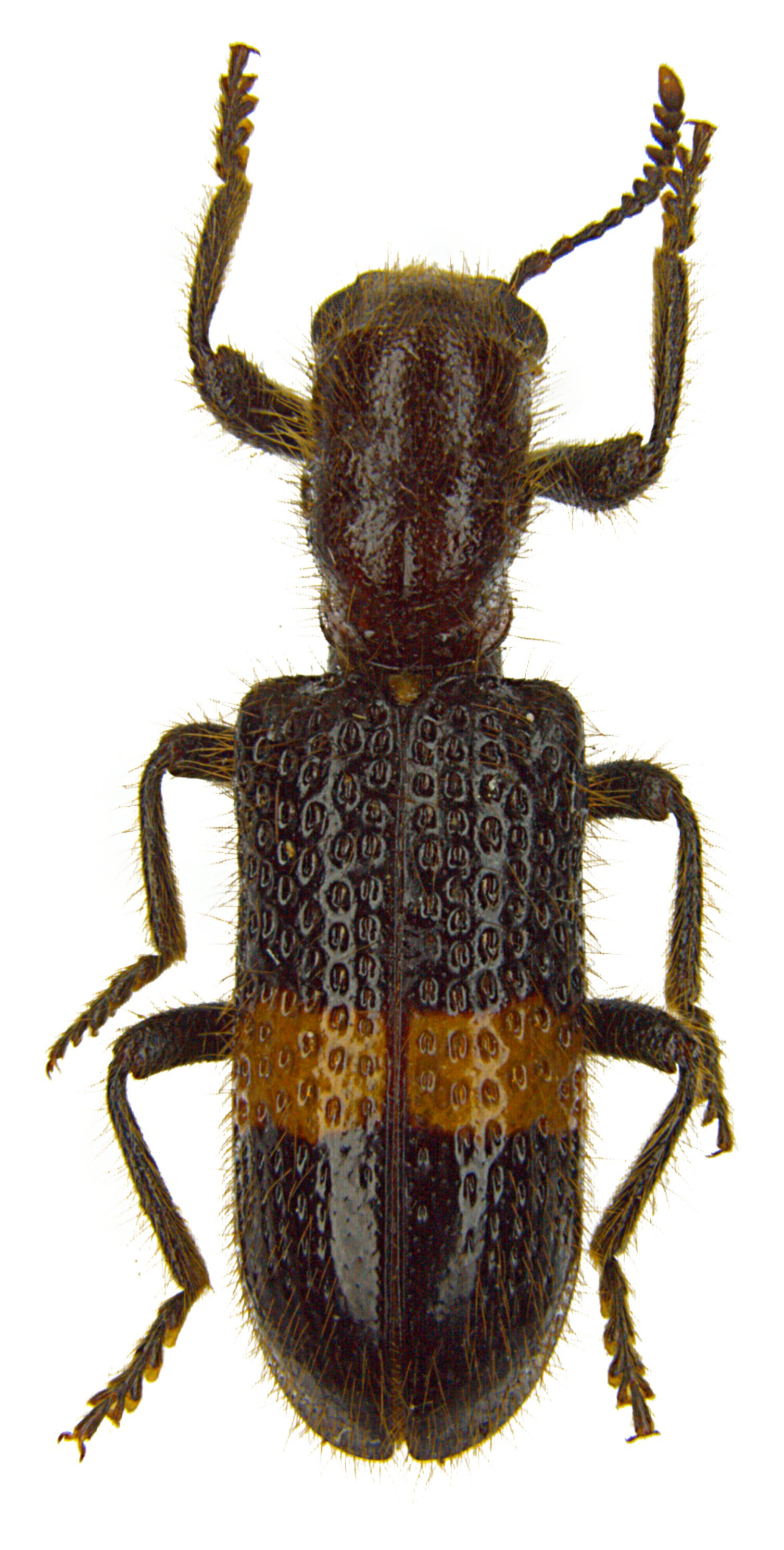 Strotocera auratopilosa
