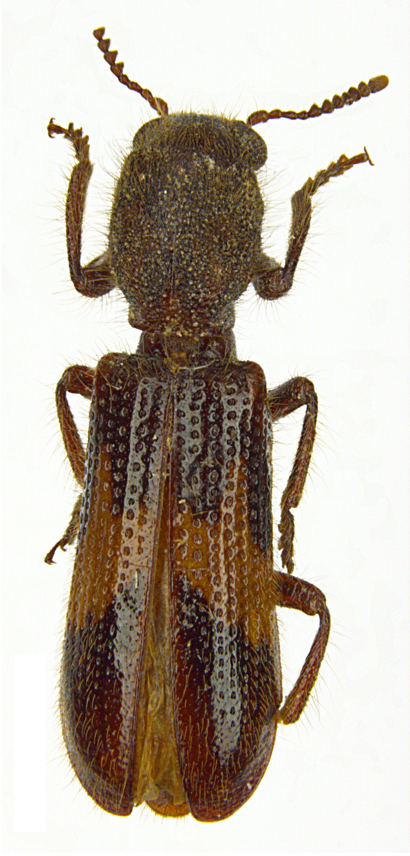 Strotocera bartletti