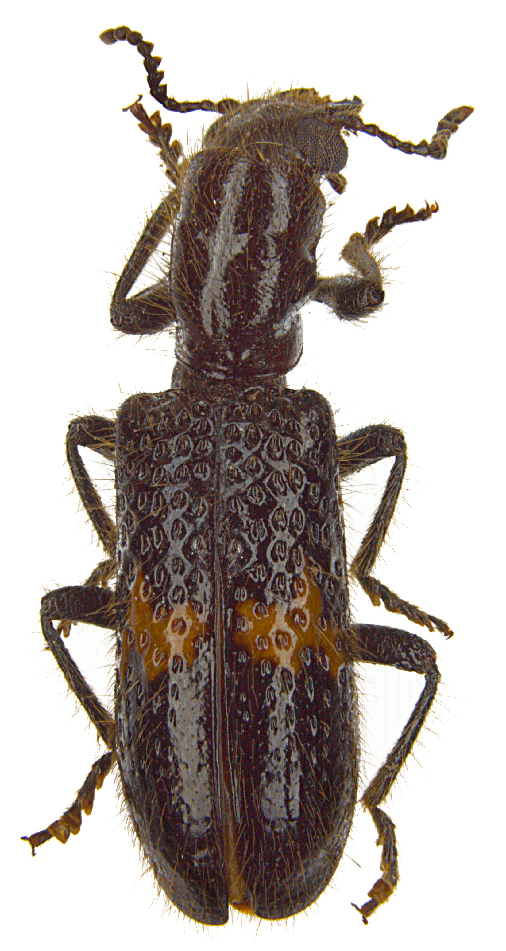 Strotocera brevefasciata