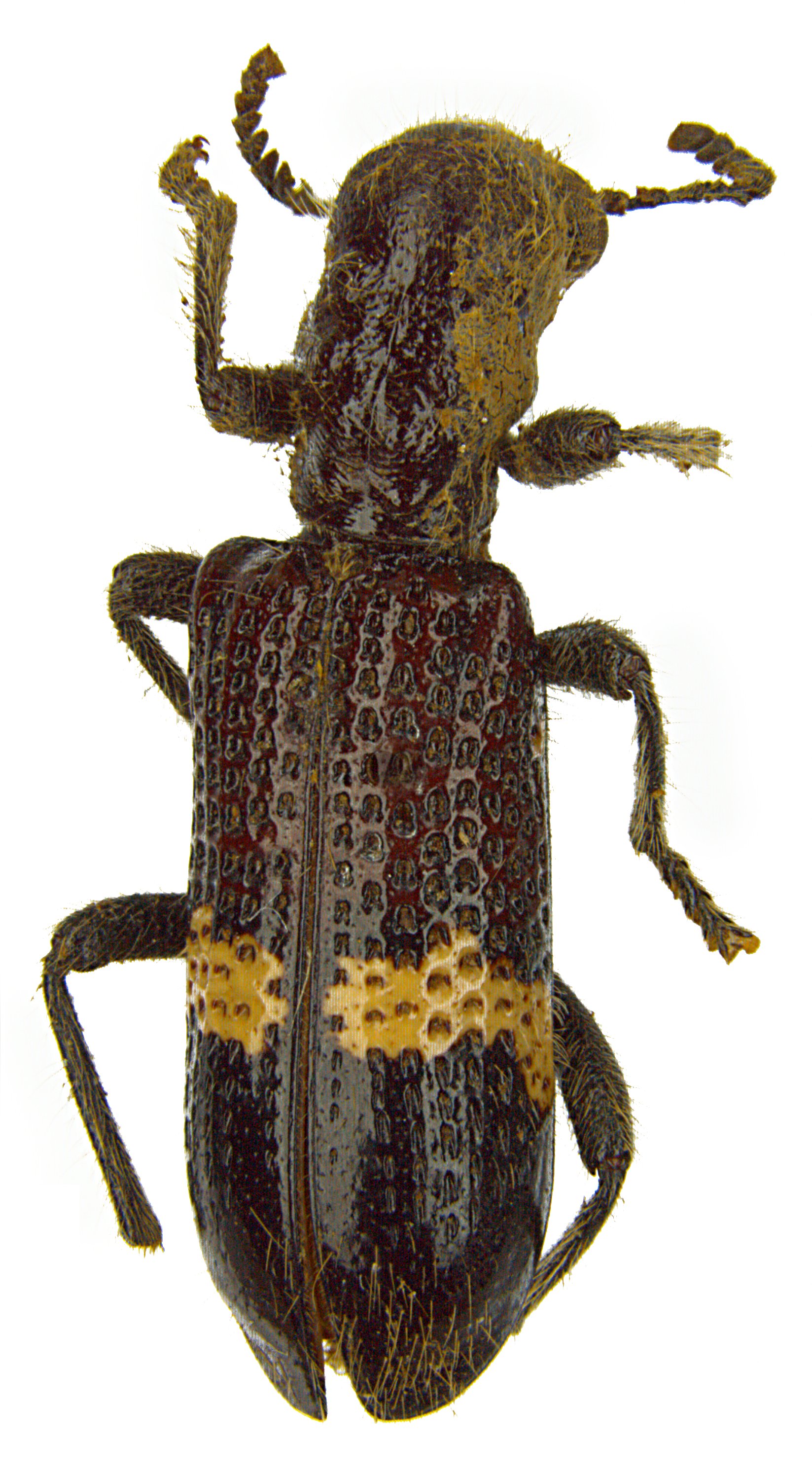 Strotocera carinata