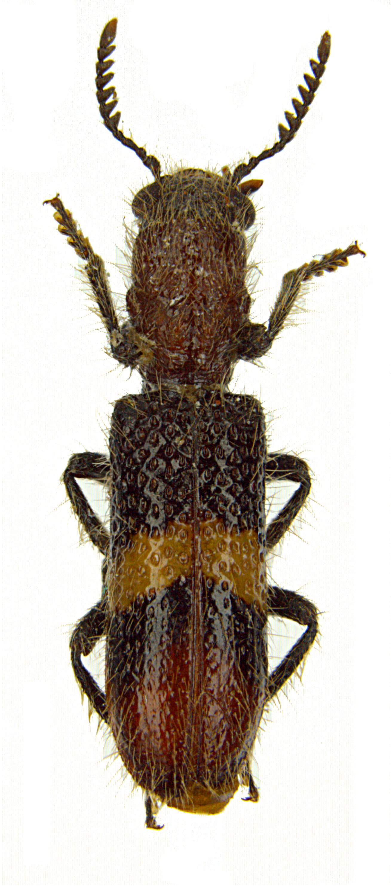 Strotocera chicoi