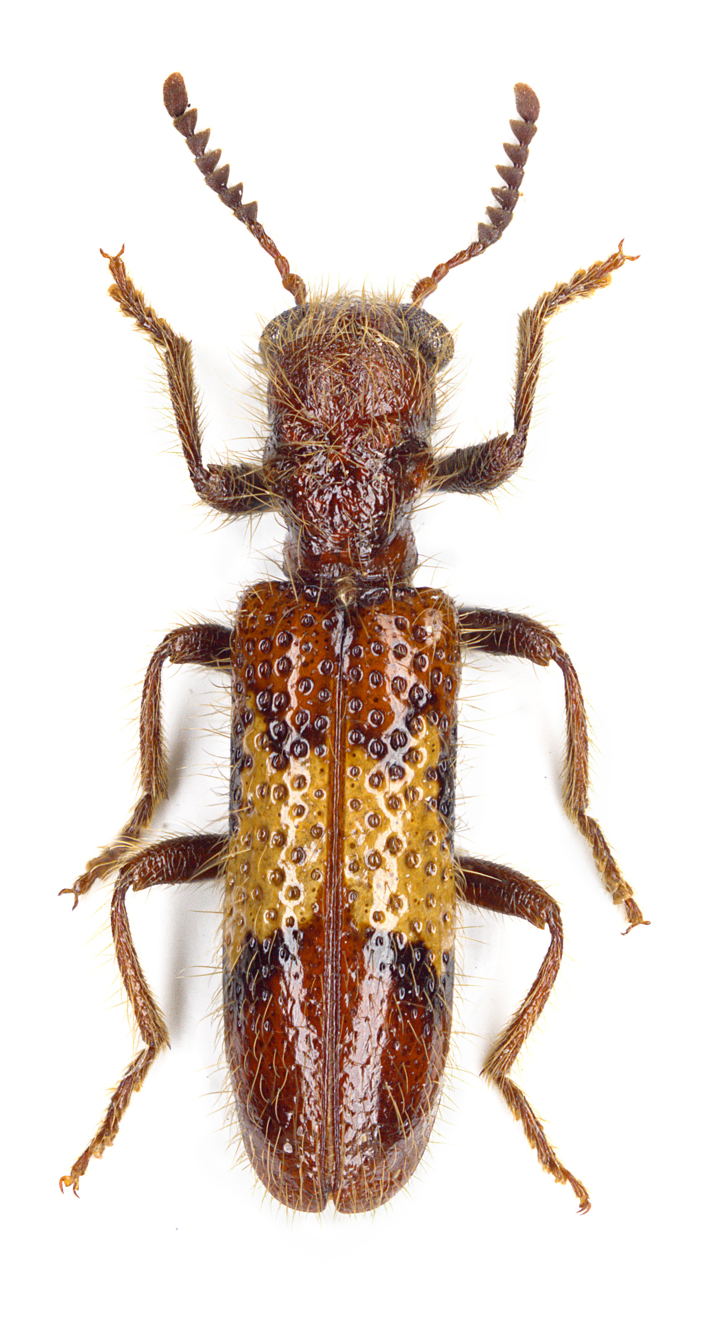 Strotocera convexa