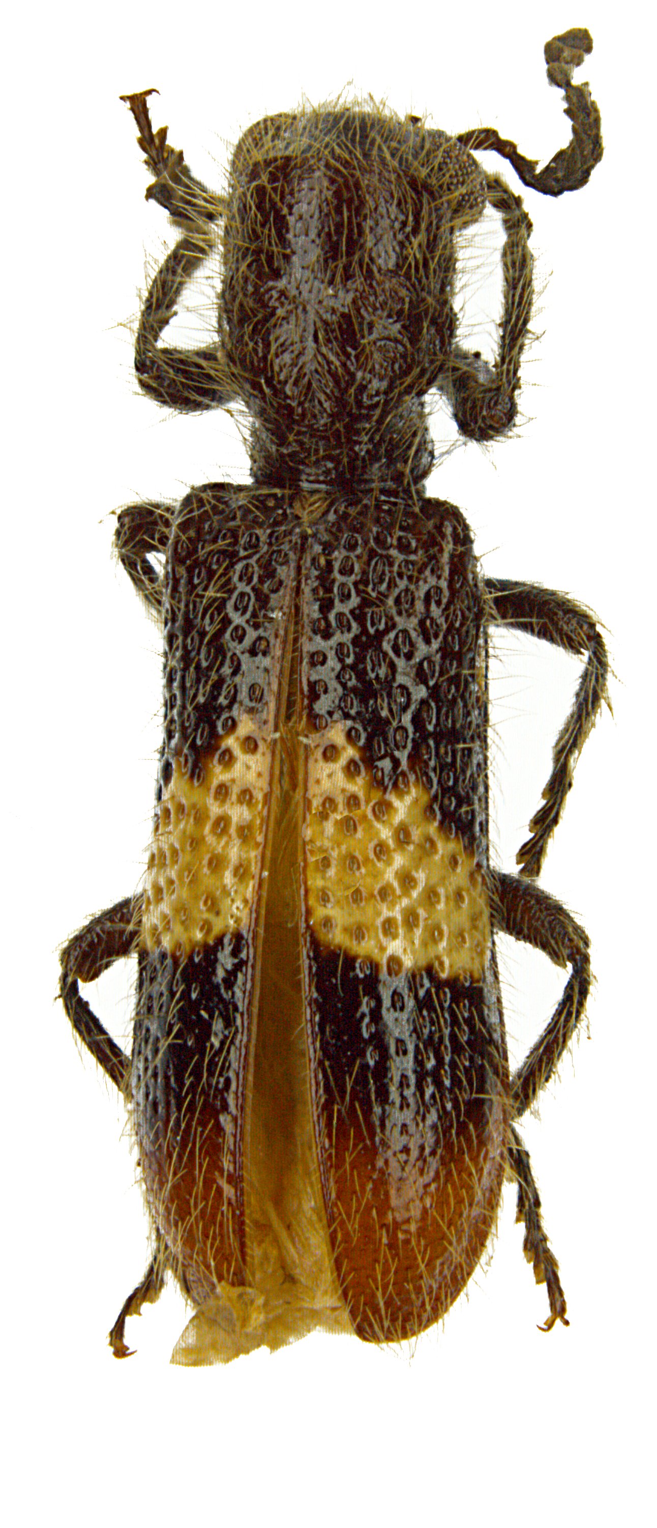 Strotocera elegantula