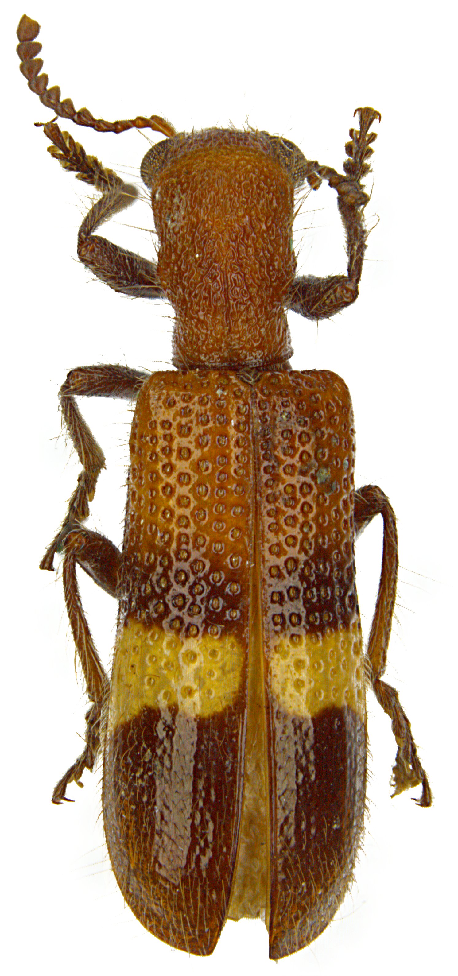 Strotocera flavofasciata