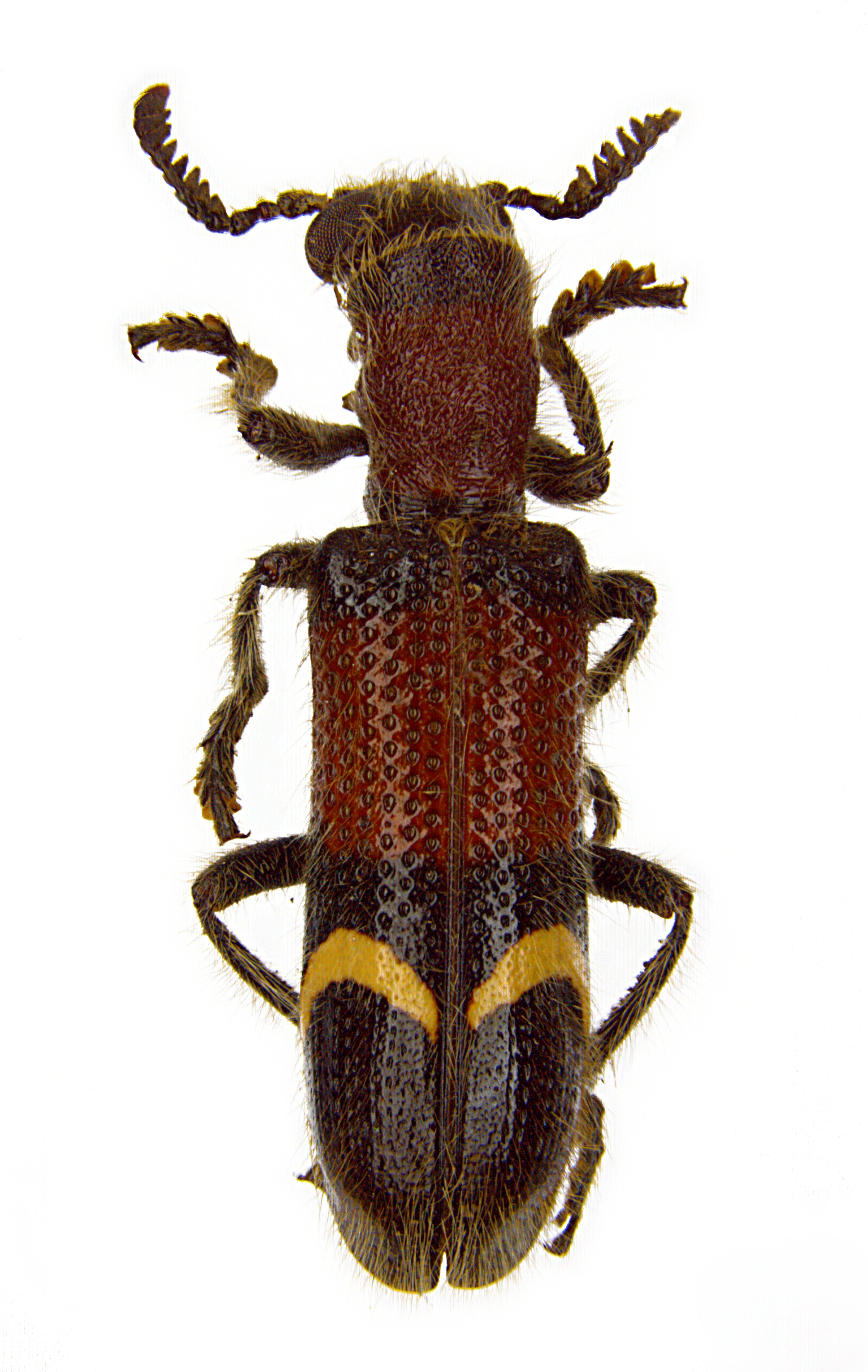 Strotocera grandis