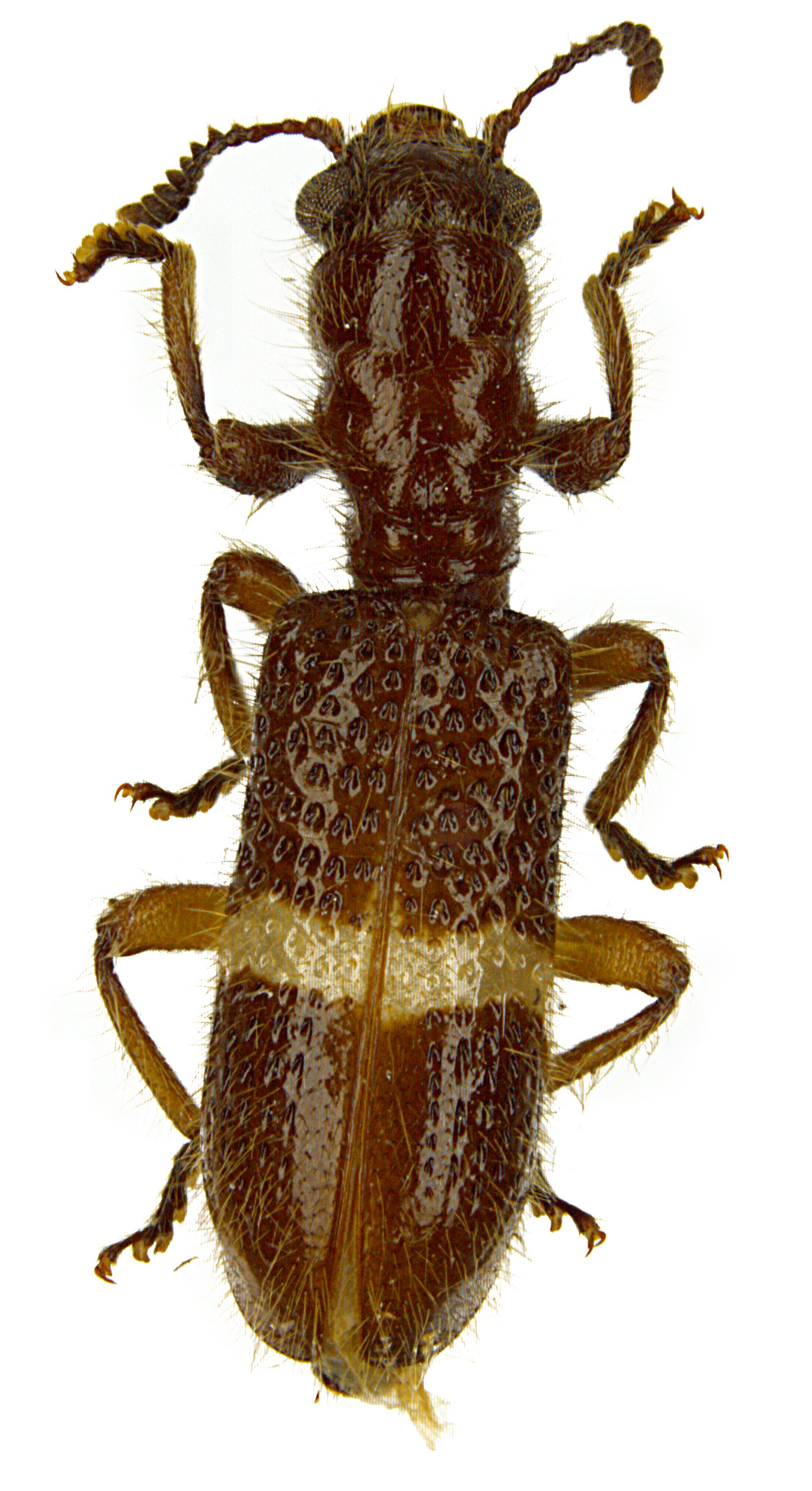 Strotocera mawdsleyi