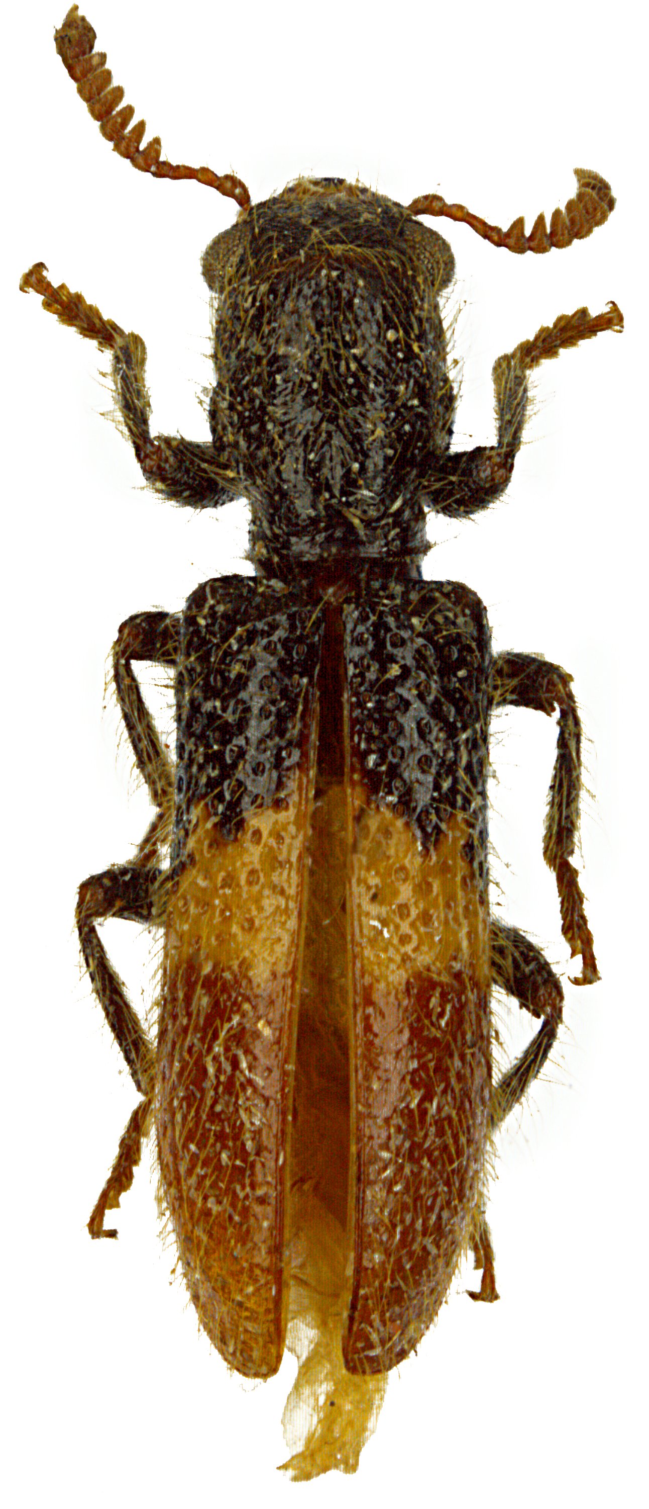 Strotocera minuscula