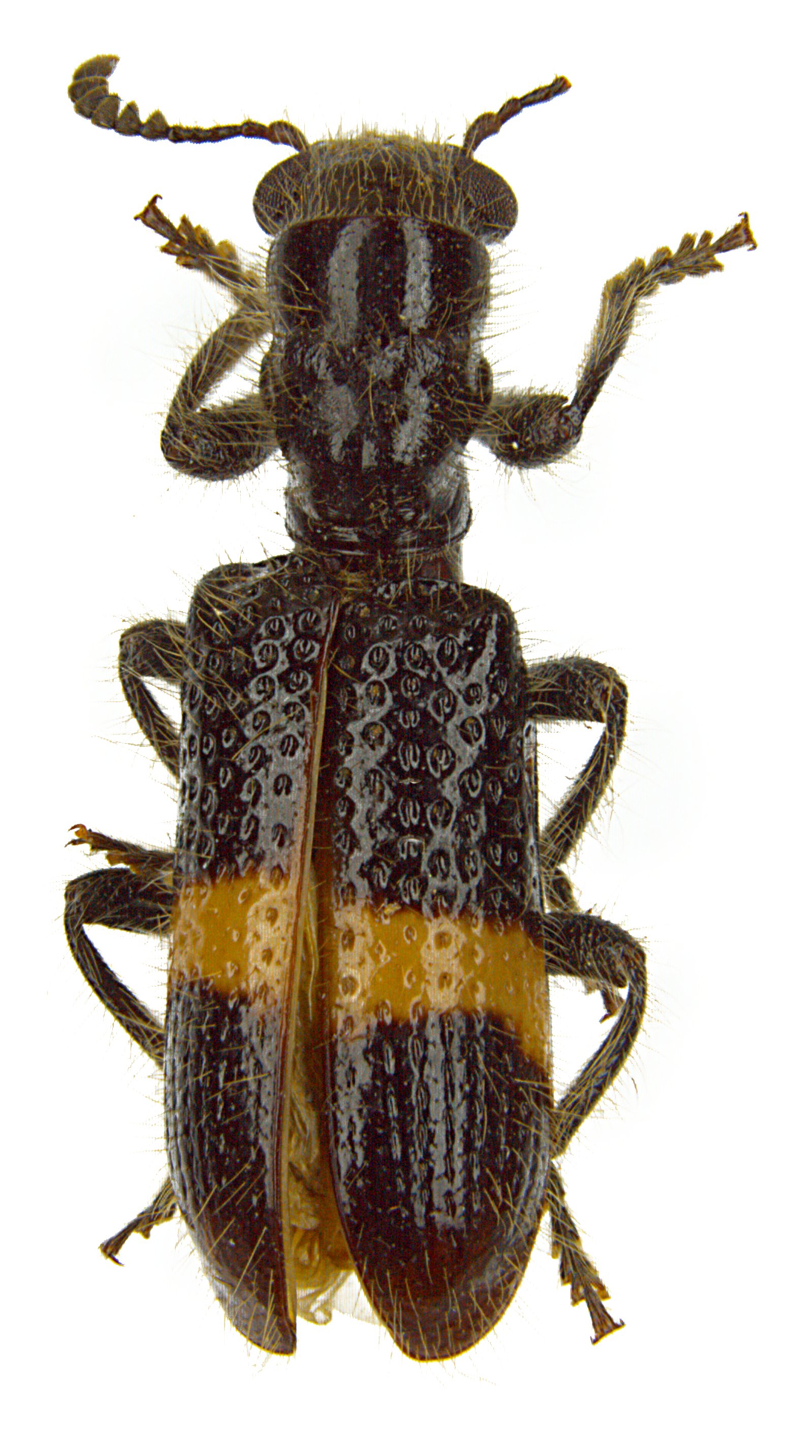 Strotocera nitida