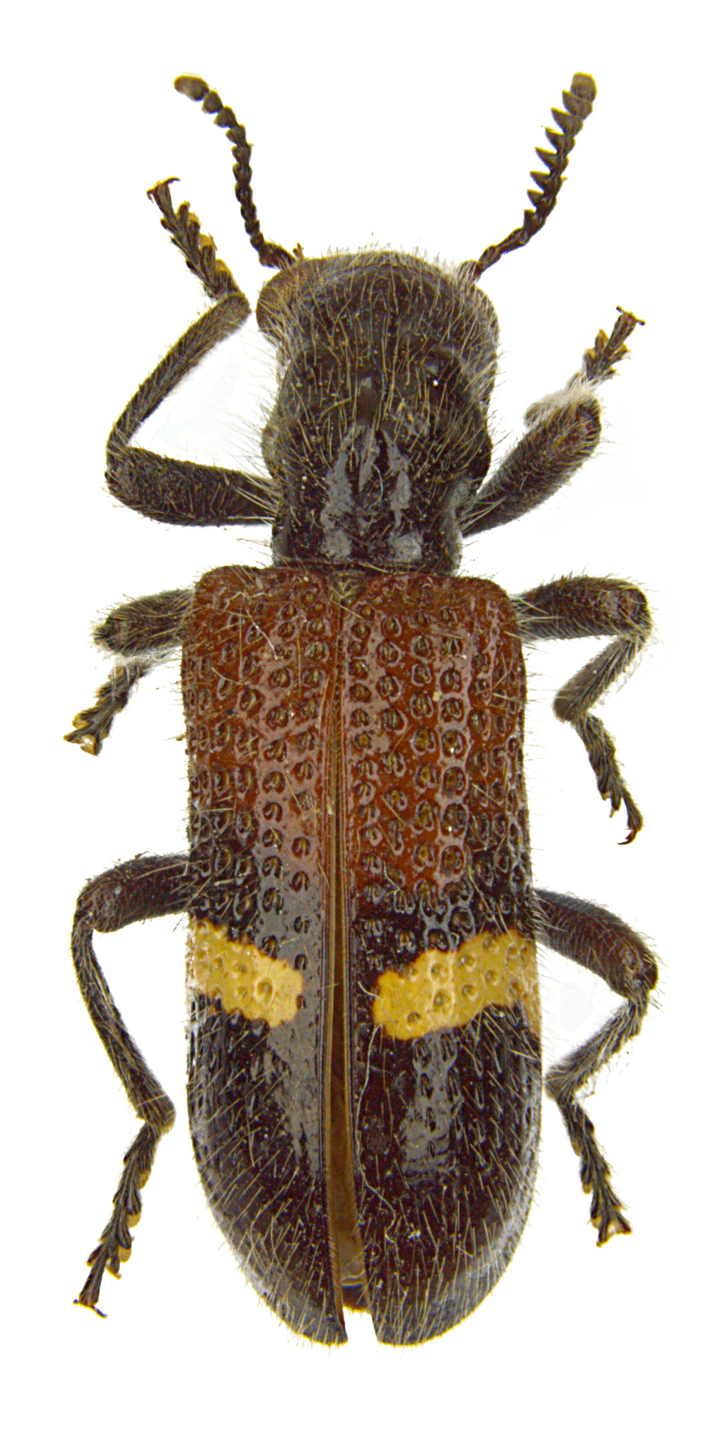 Strotocera roberti