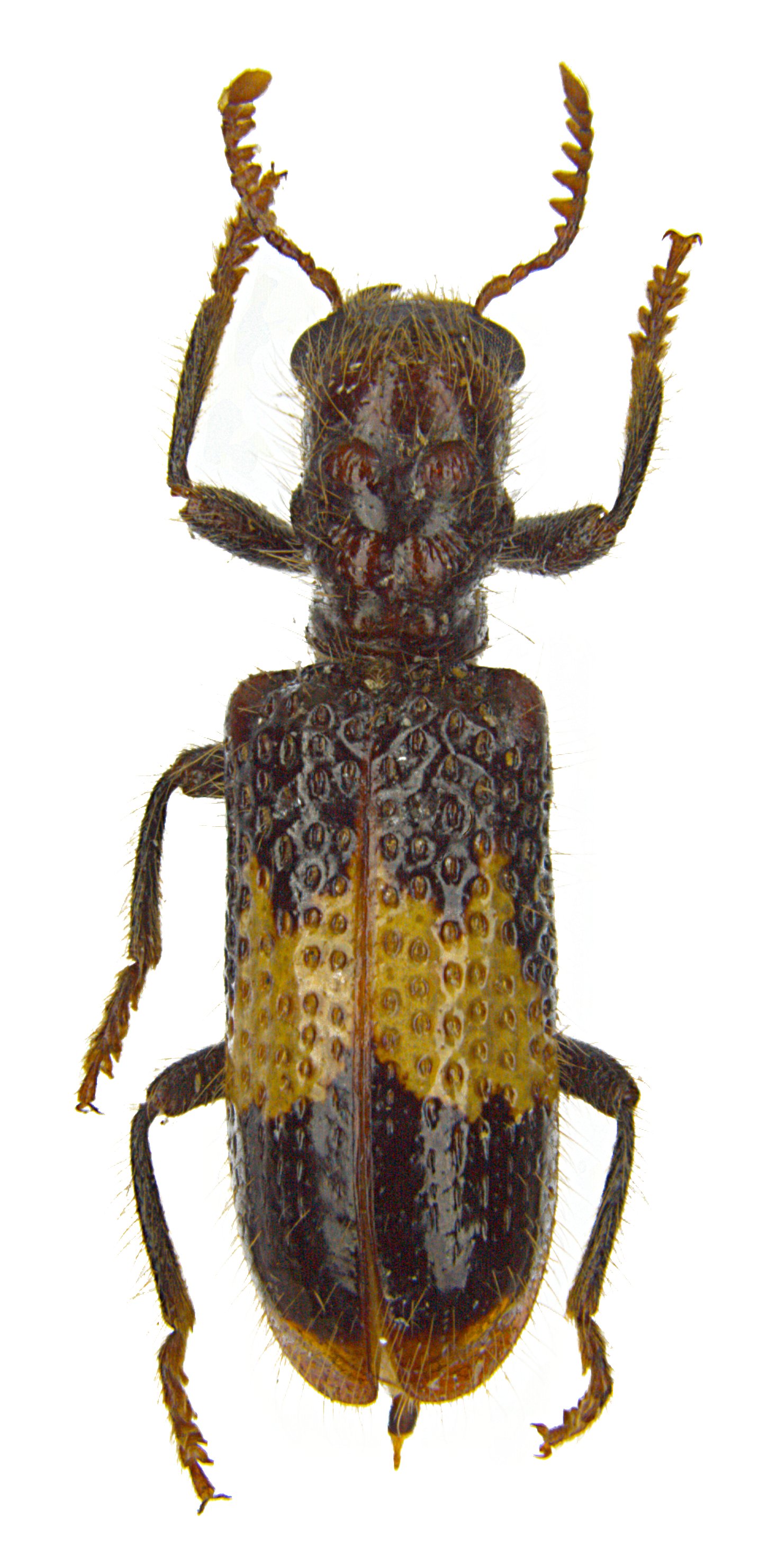 Strotocera topolinae