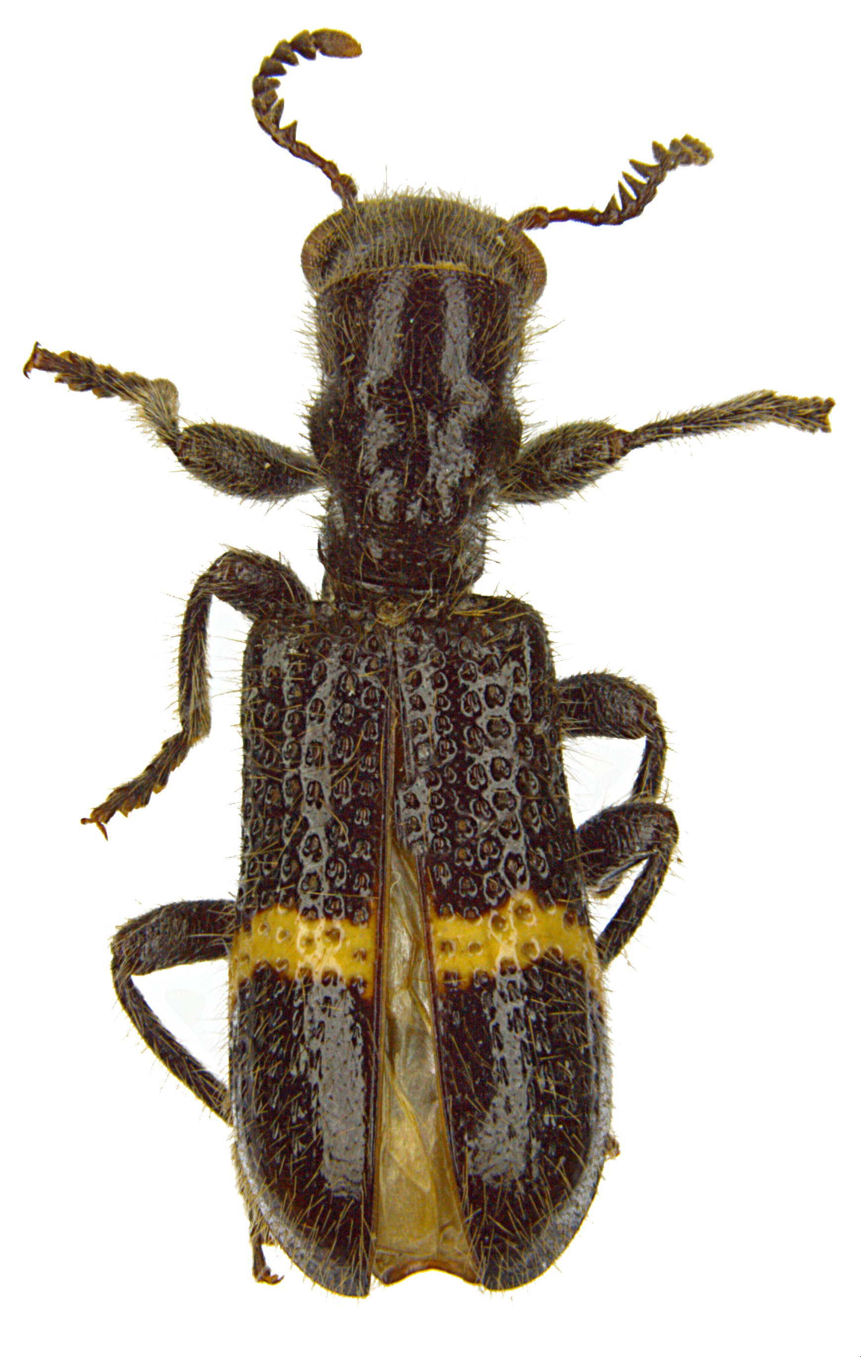 Strotocera vaneyeni
